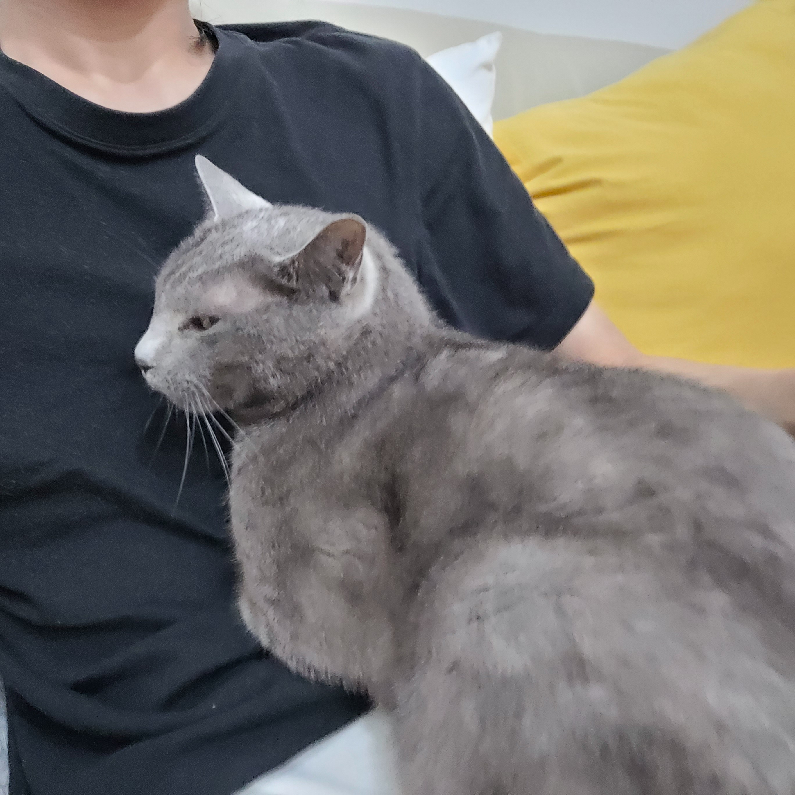 궁디팡팡을 세상 제일 좋아하는 밍키(구 러블이)