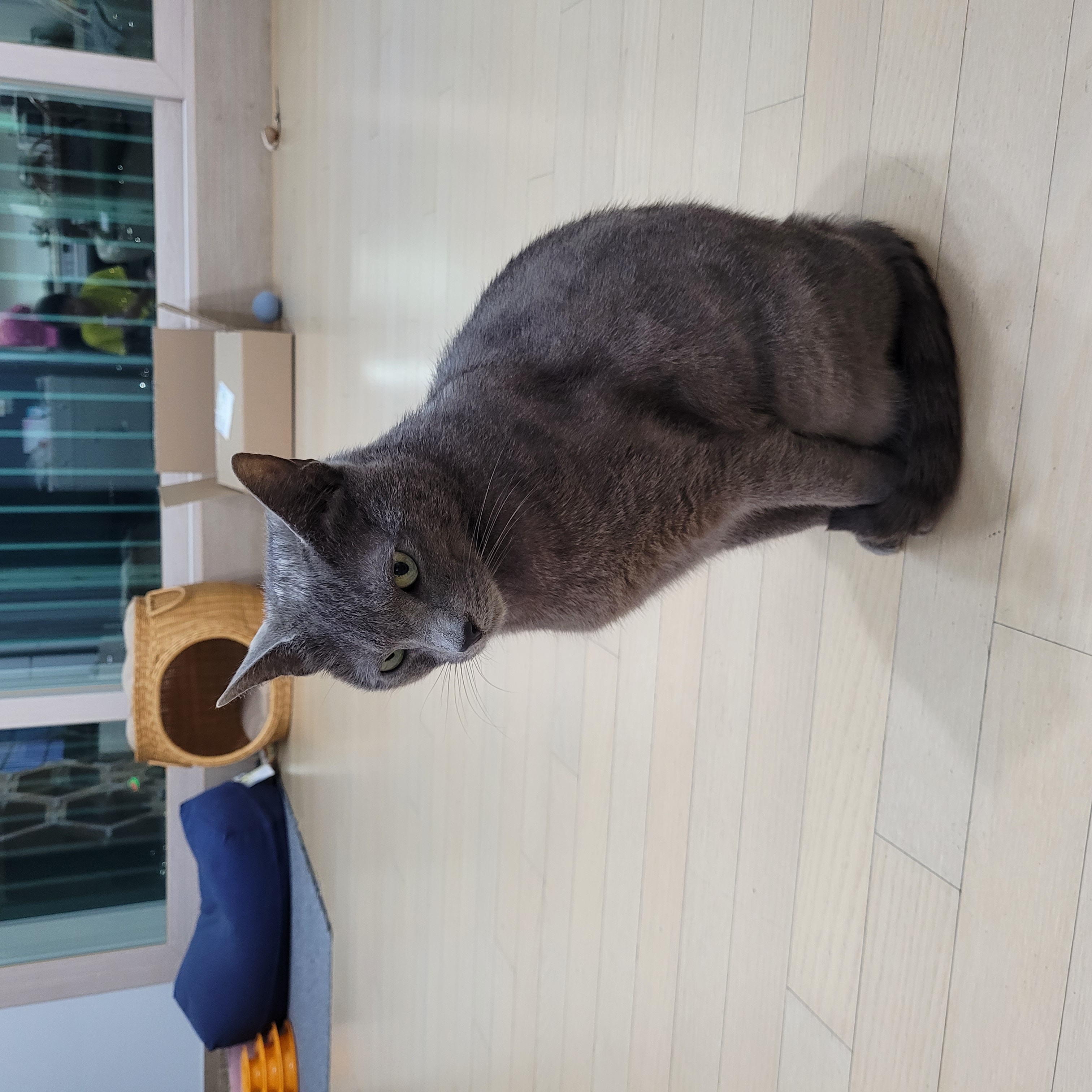 궁디팡팡을 세상 제일 좋아하는 밍키(구 러블이)