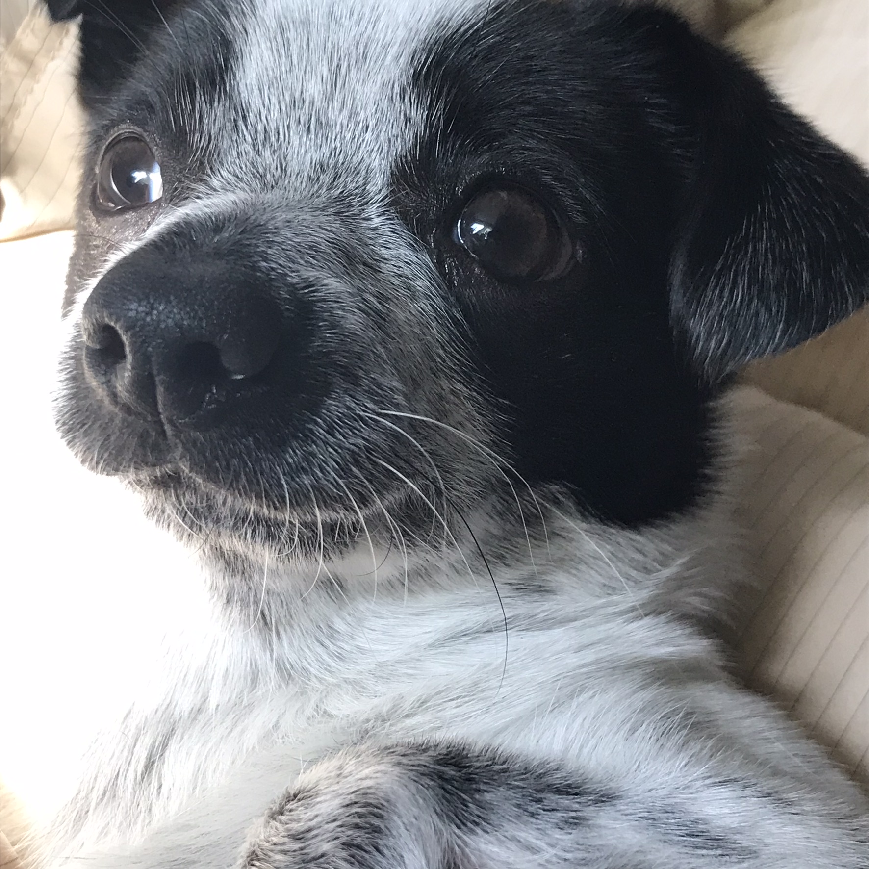 우유(짤랑이)와 함께한 지 D+391