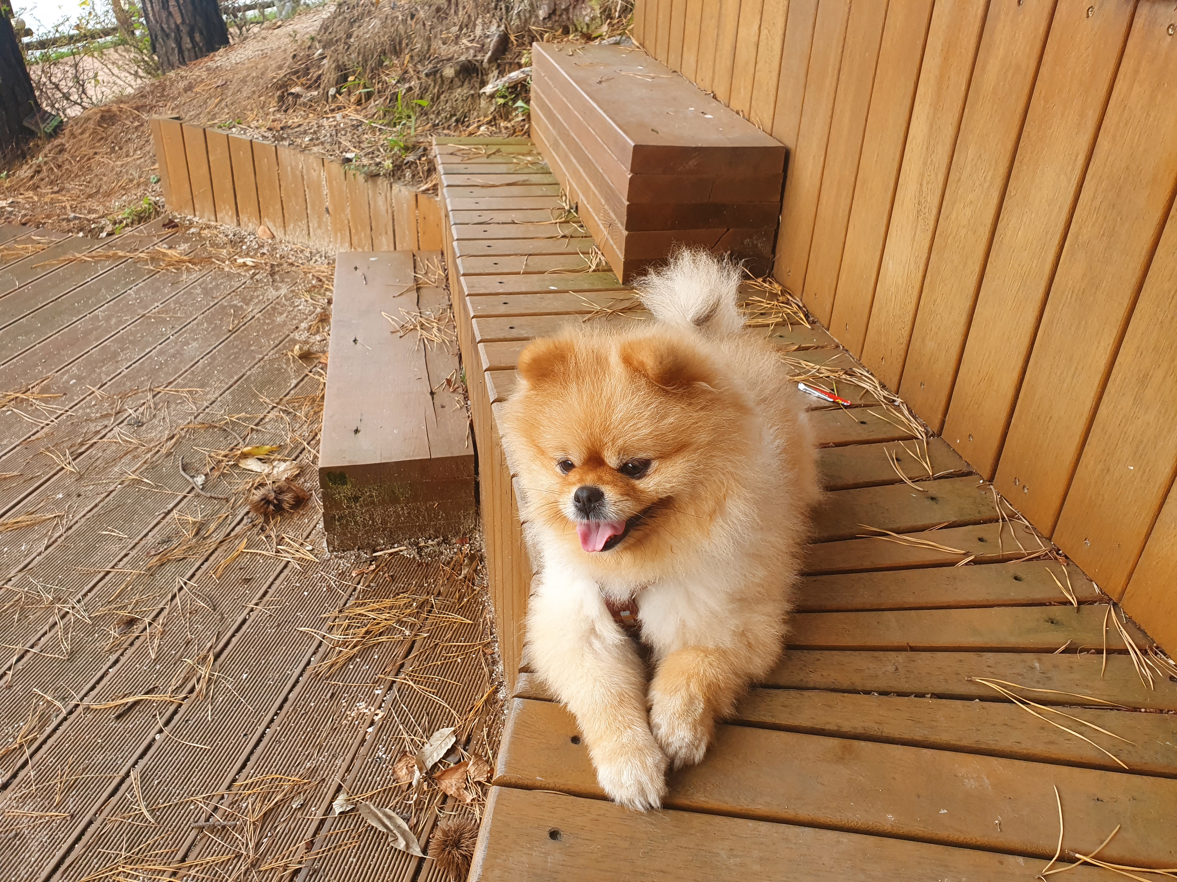 뽀뽀(뽀야)를 입양한지 5년으로 접어들었네요