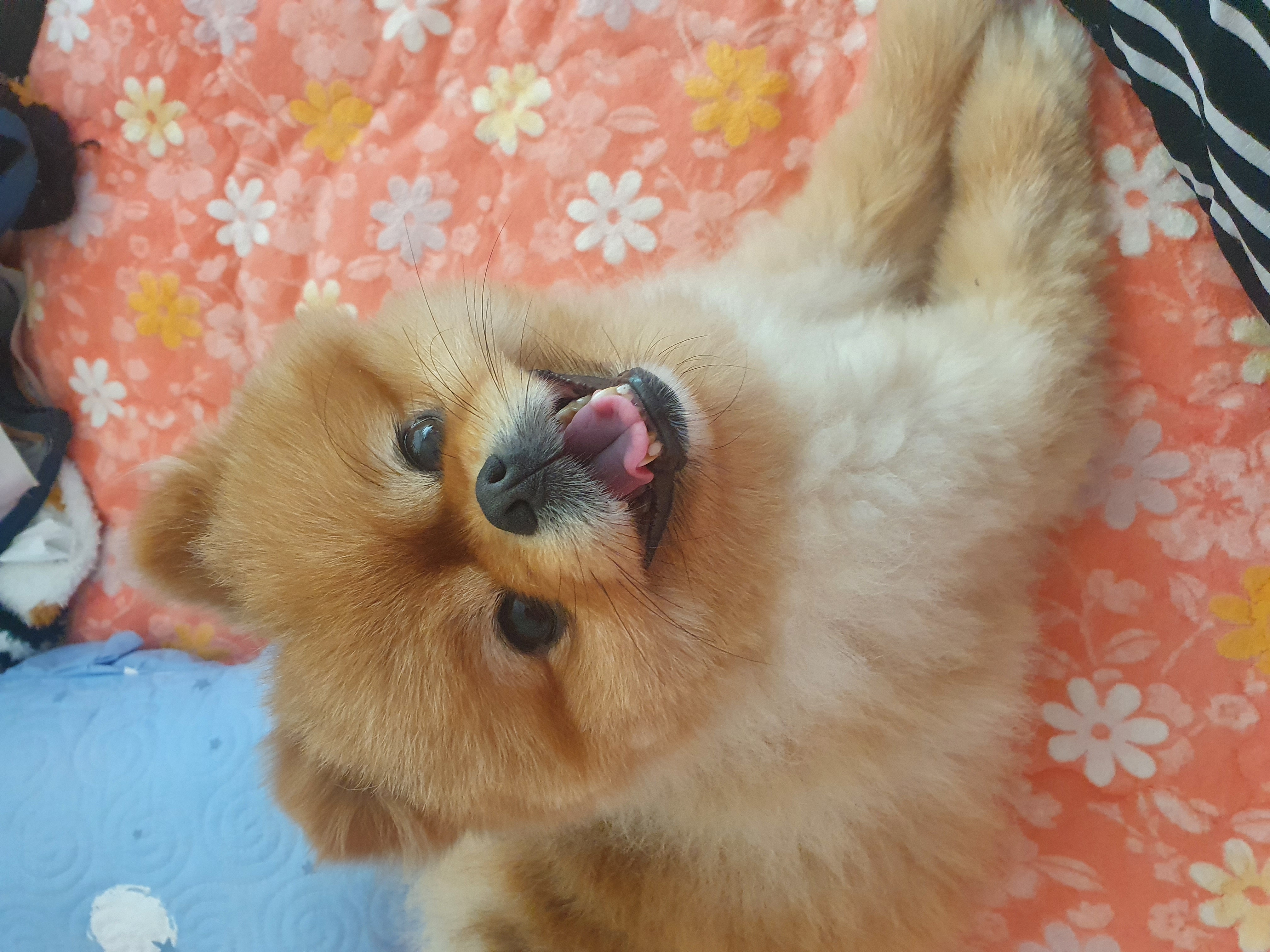 뽀뽀(뽀야)를 입양한지 5년으로 접어들었네요