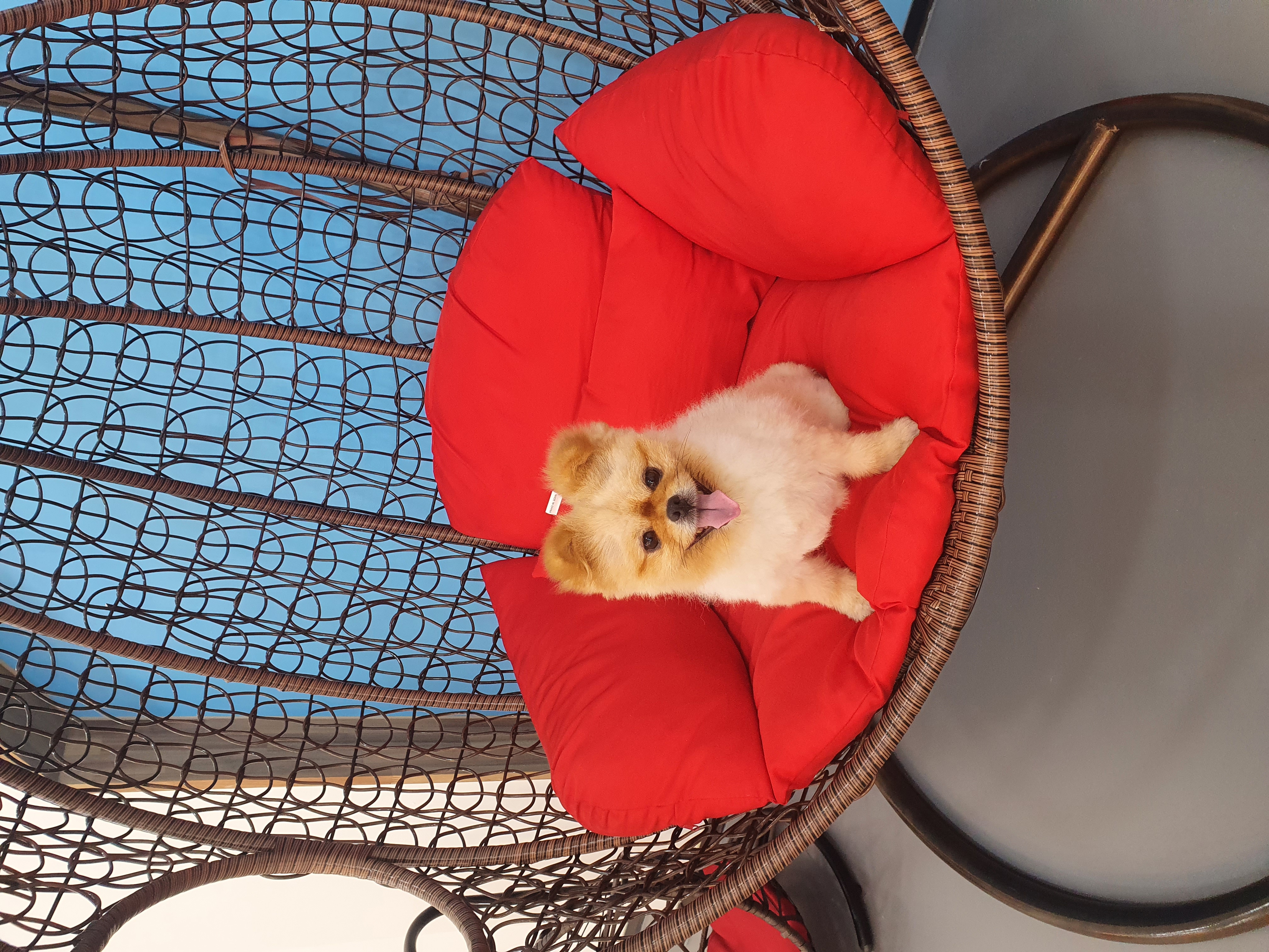 뽀뽀(뽀야)를 입양한지 5년으로 접어들었네요