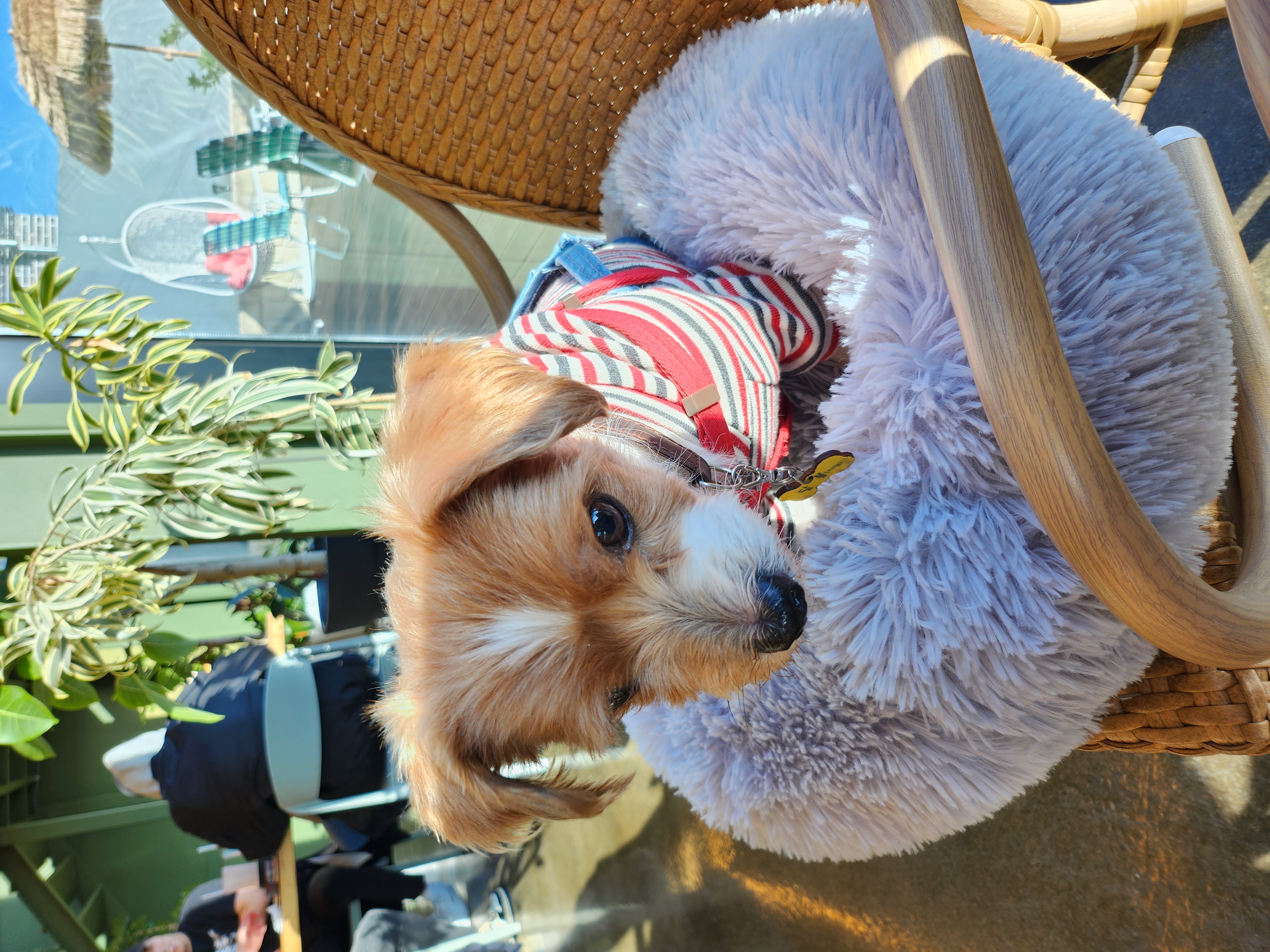 달봉(대금)이 오랜만에 찾아왔어요.