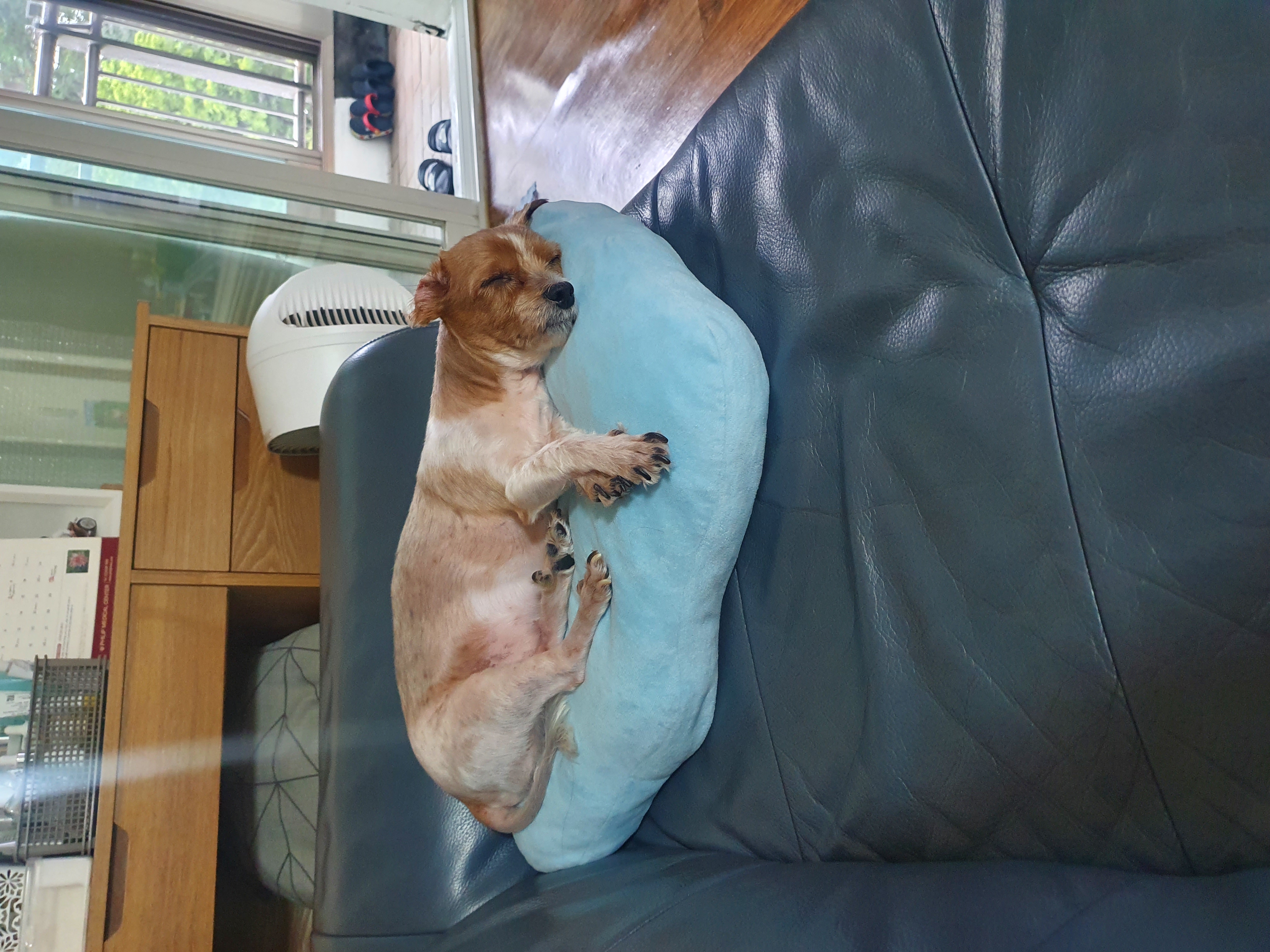 달봉(대금)이 오랜만에 찾아왔어요.