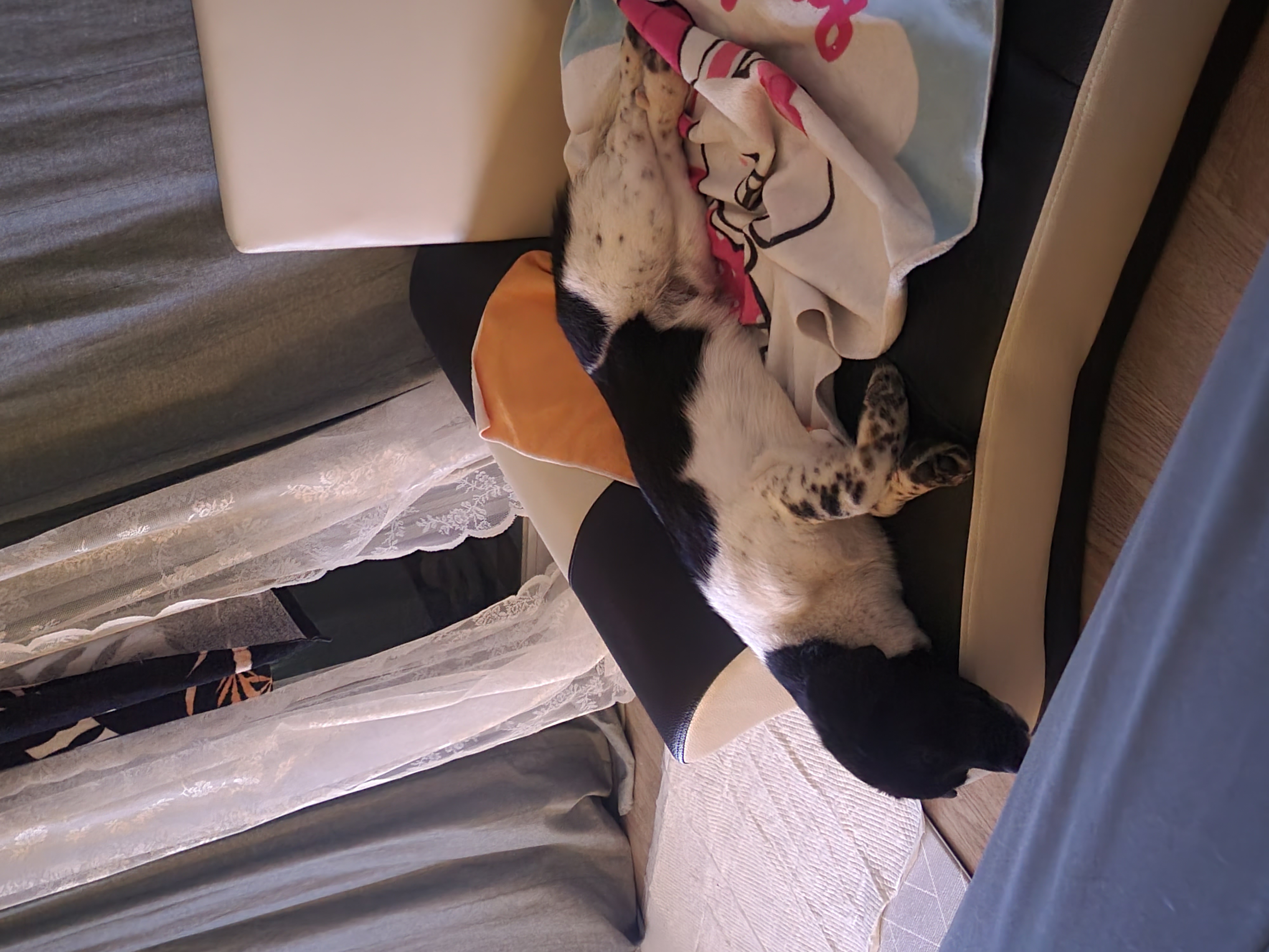 첸첸입양후  2주~