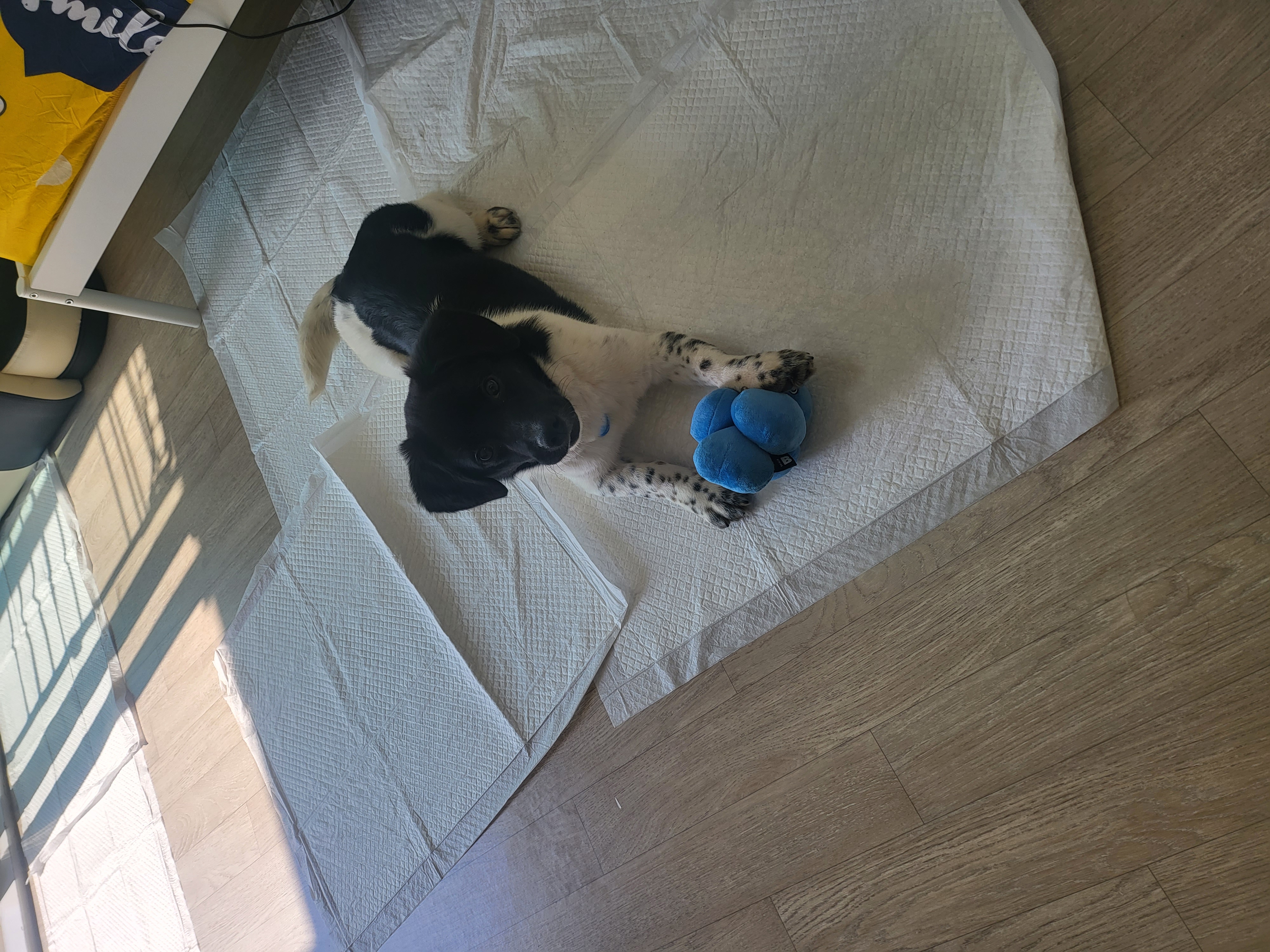 첸첸입양후  2주~