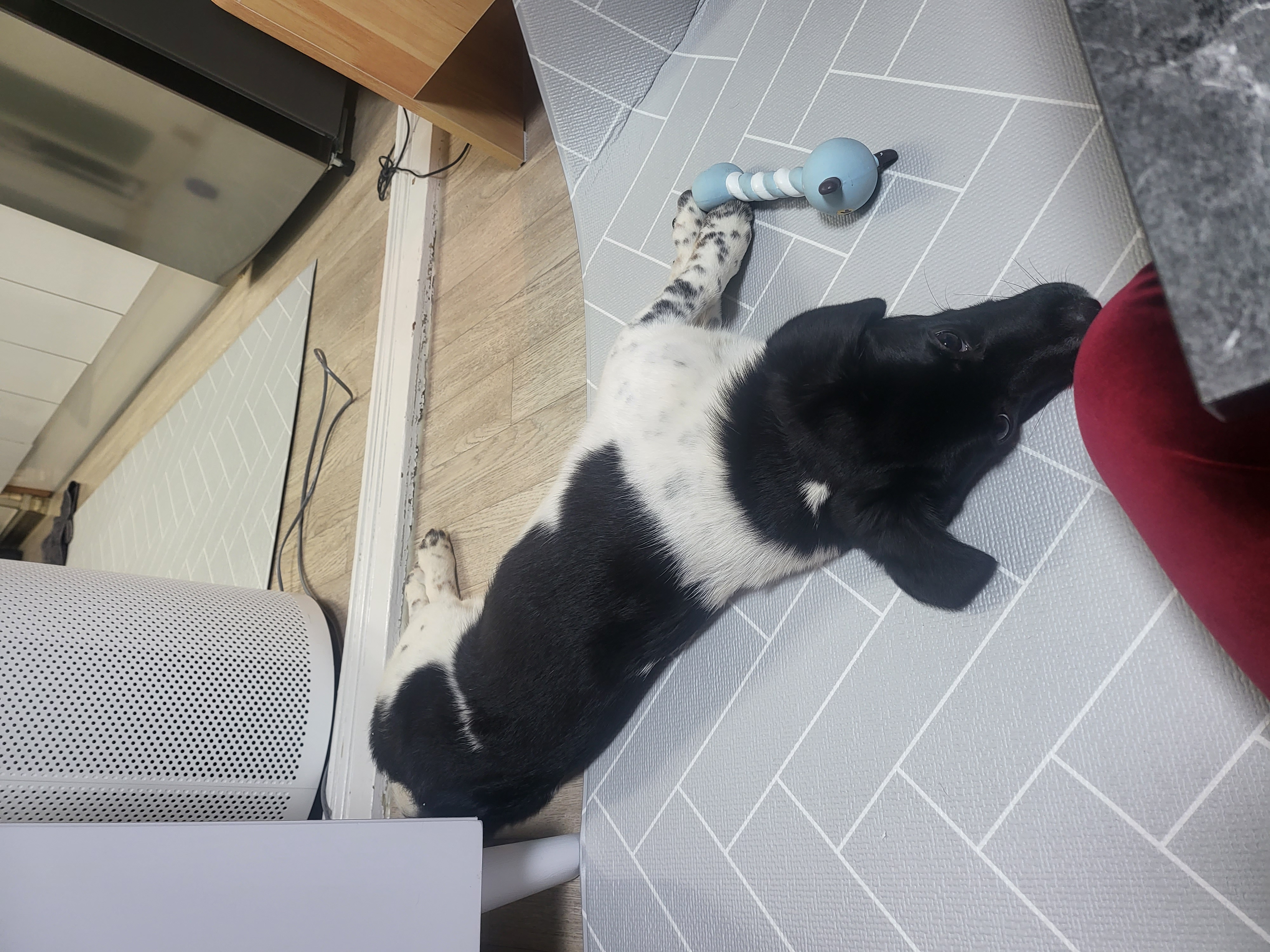 첸첸입양후  2주~