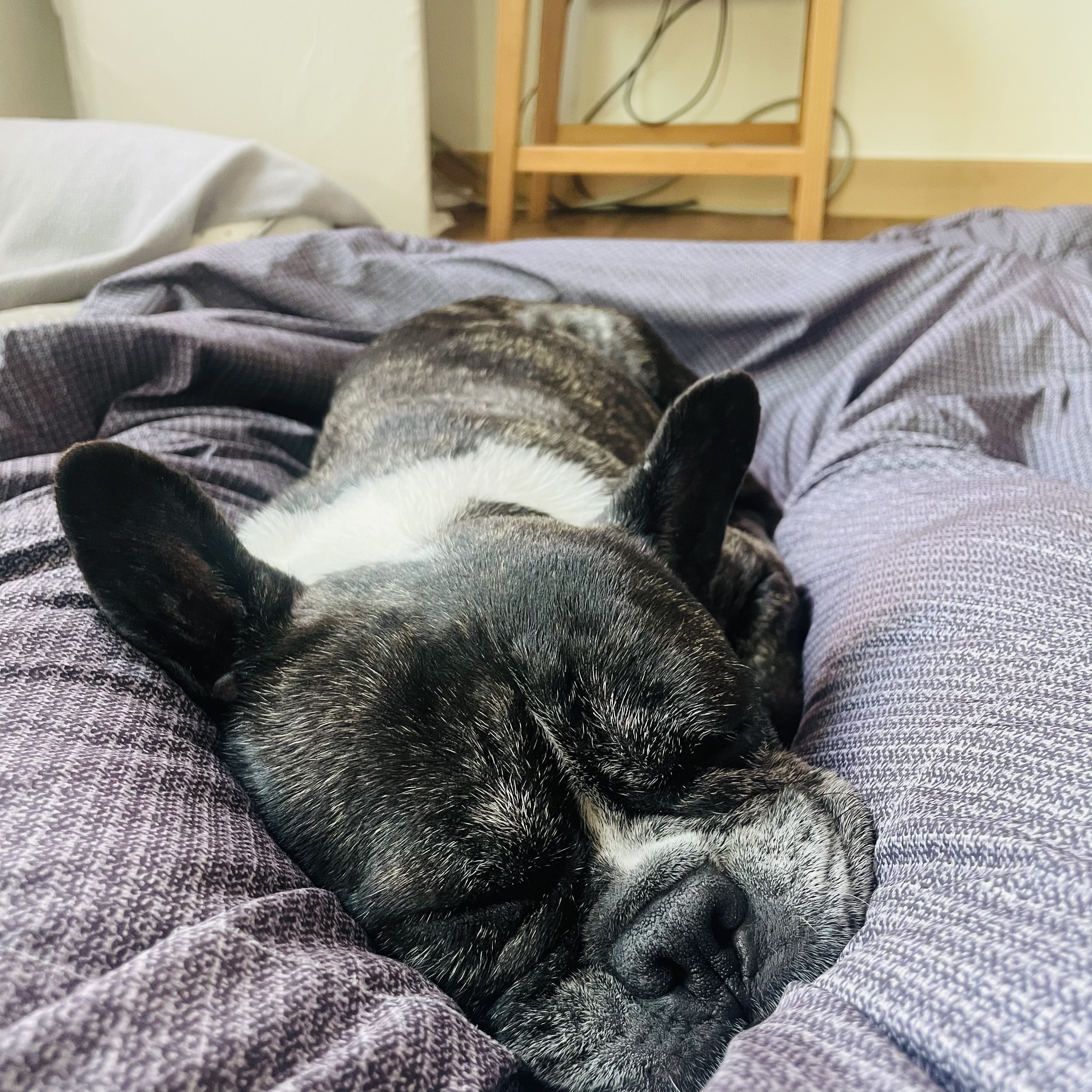 호이 임보 일기