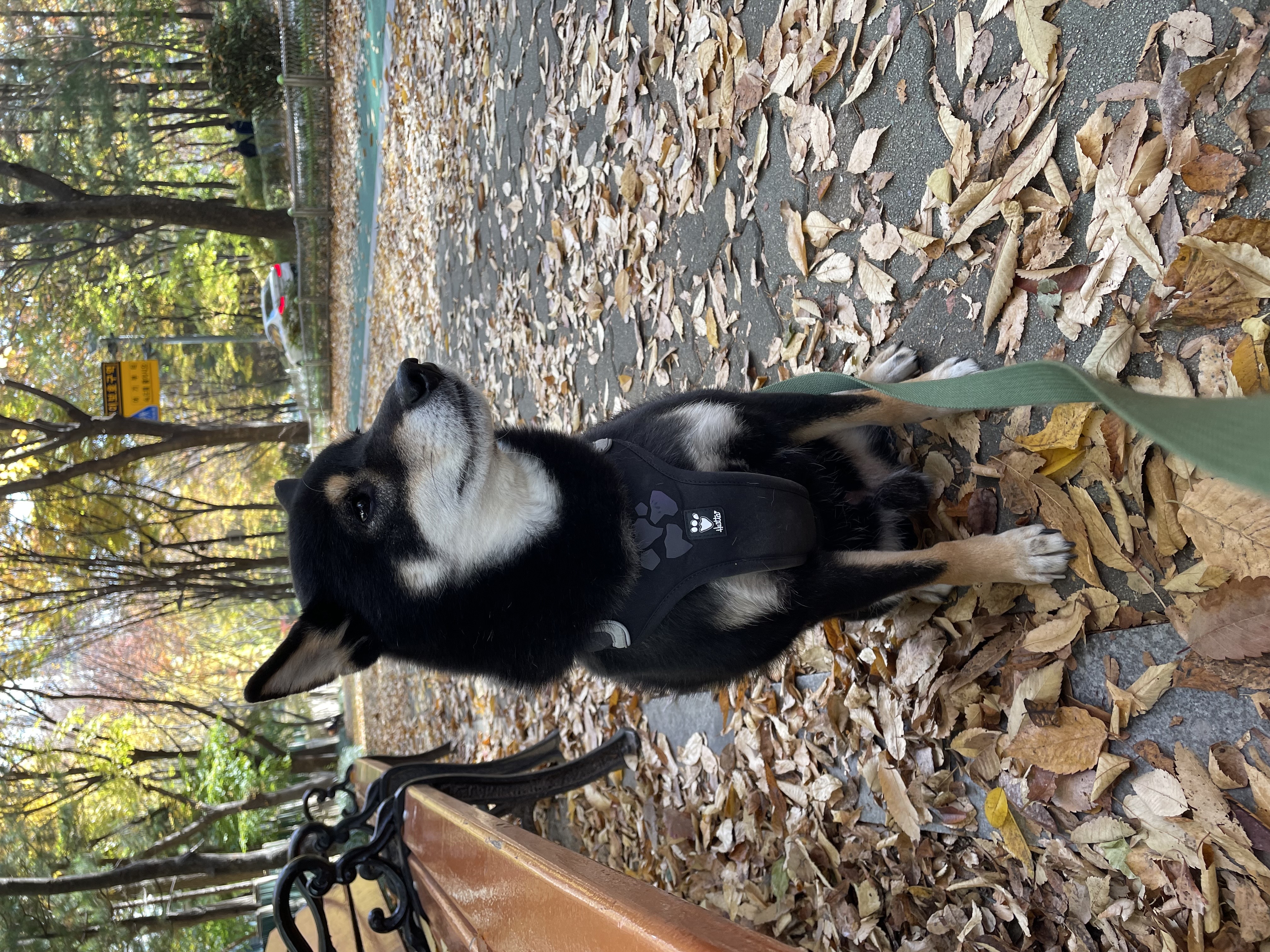 한구(구.마징가) 입양 2주년