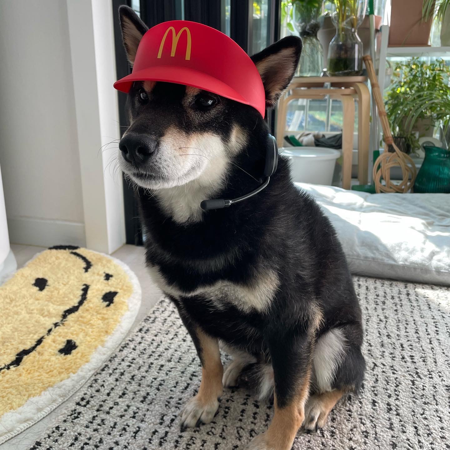 한구(구.마징가) 입양 2주년