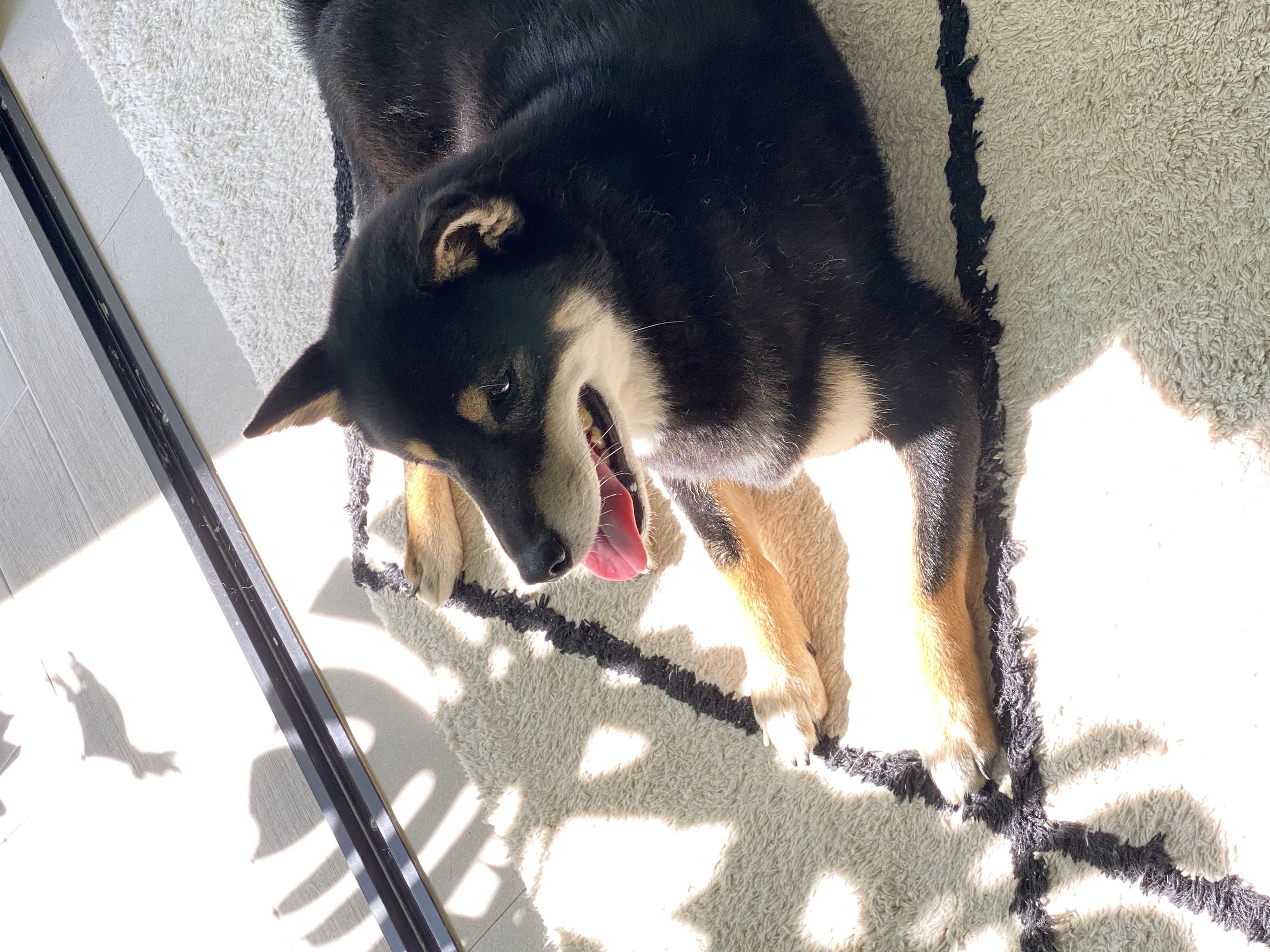 한구(구.마징가) 입양 2주년