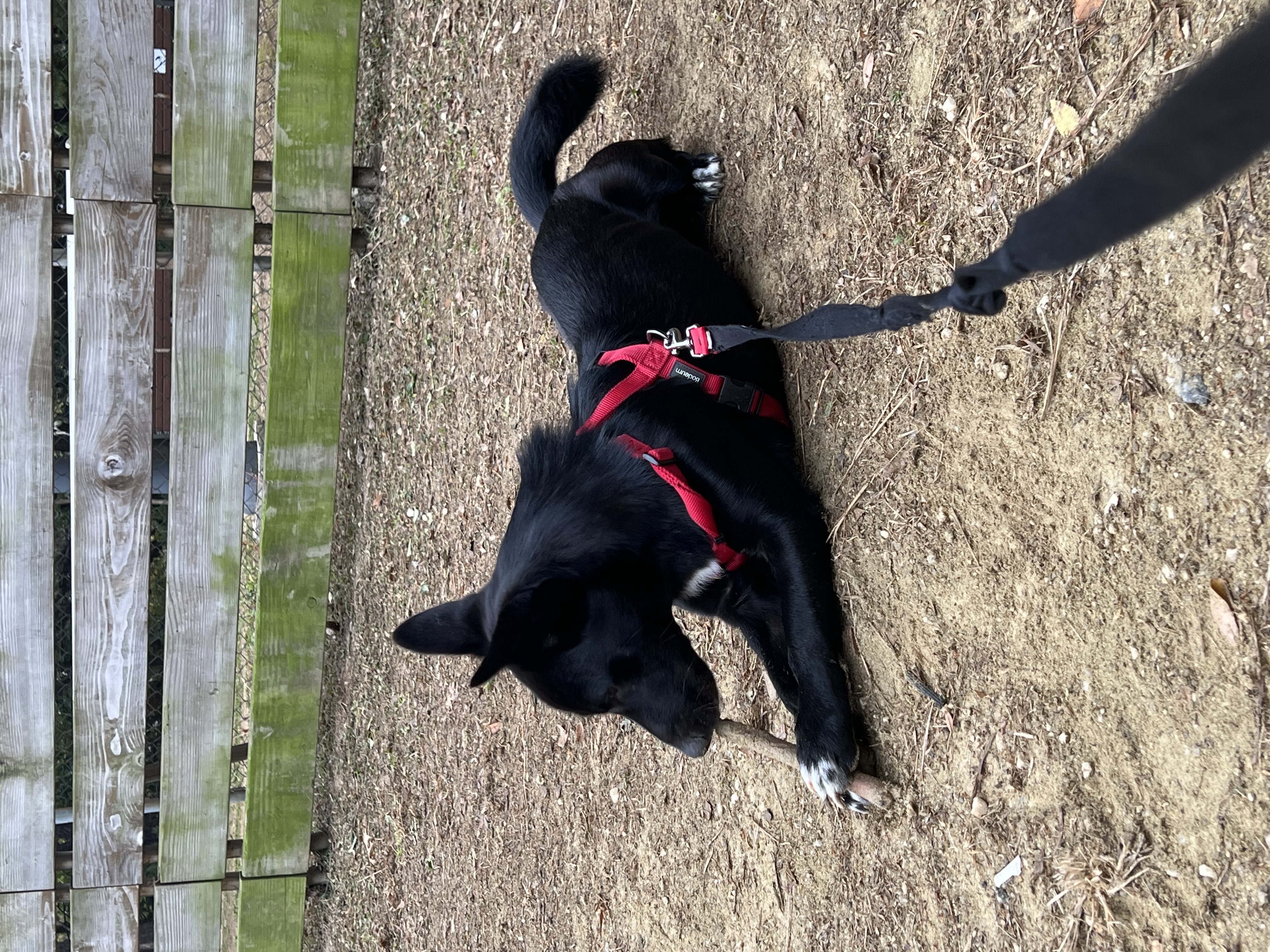 (레드) 밤이 근황