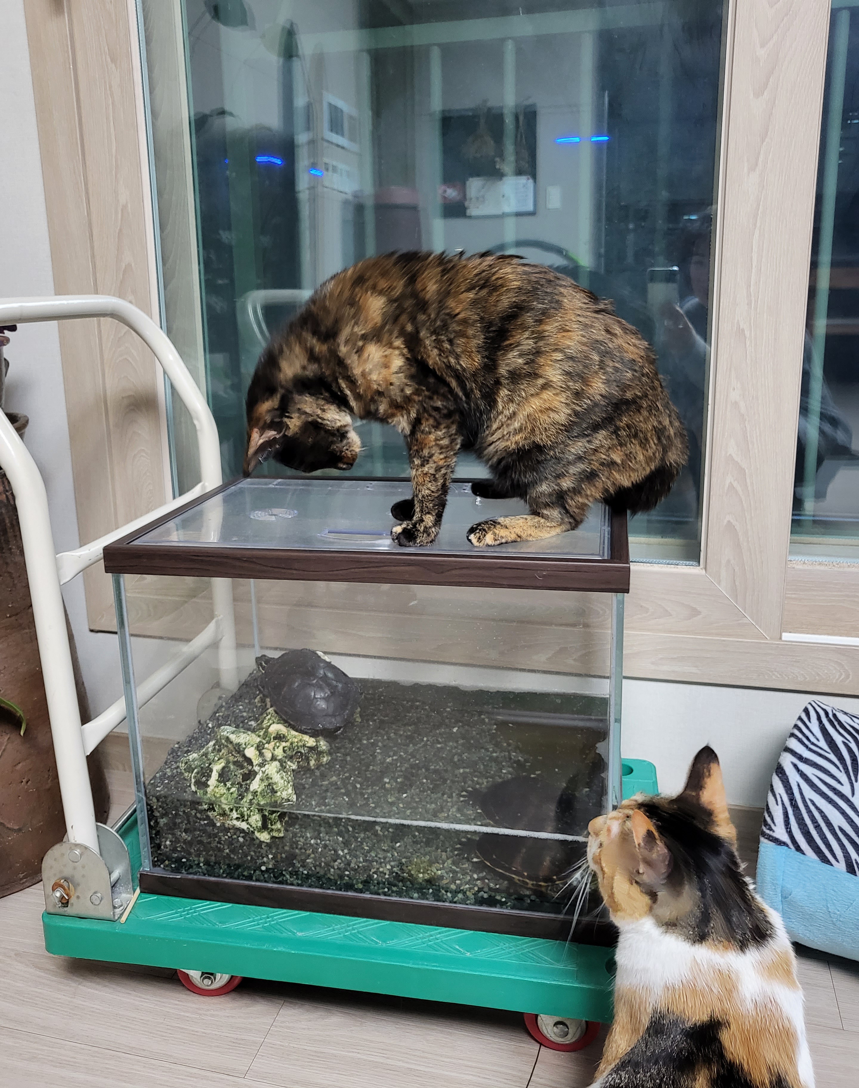 까꿍이 2년 아야기입니다.