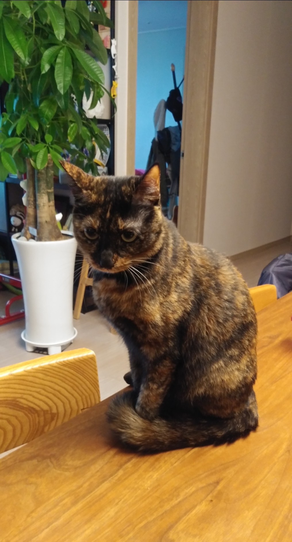 까꿍이 2년 아야기입니다.