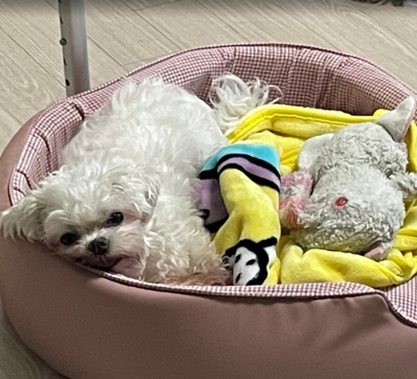 도토리 입양 후 이야기!