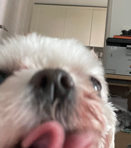 도토리 입양 후 이야기!