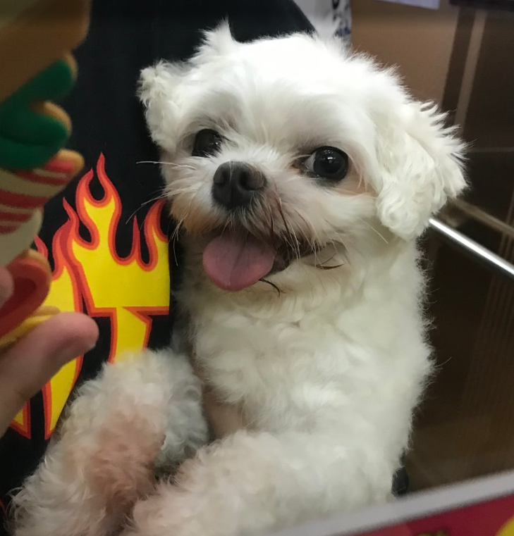 도토리 입양 후 이야기!