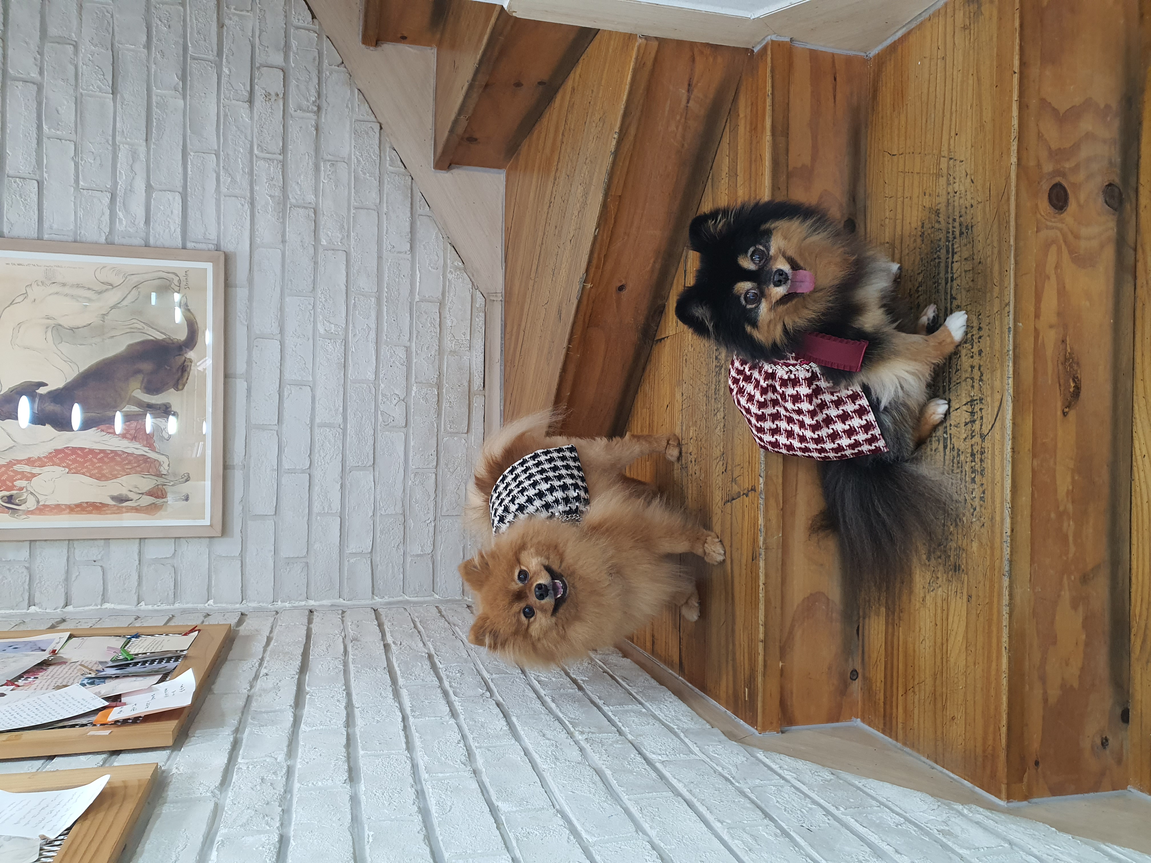 보은 번식장 카누와 미니 (구. 곰곰이) 소식이에요-입양 만 4년이 지났어요