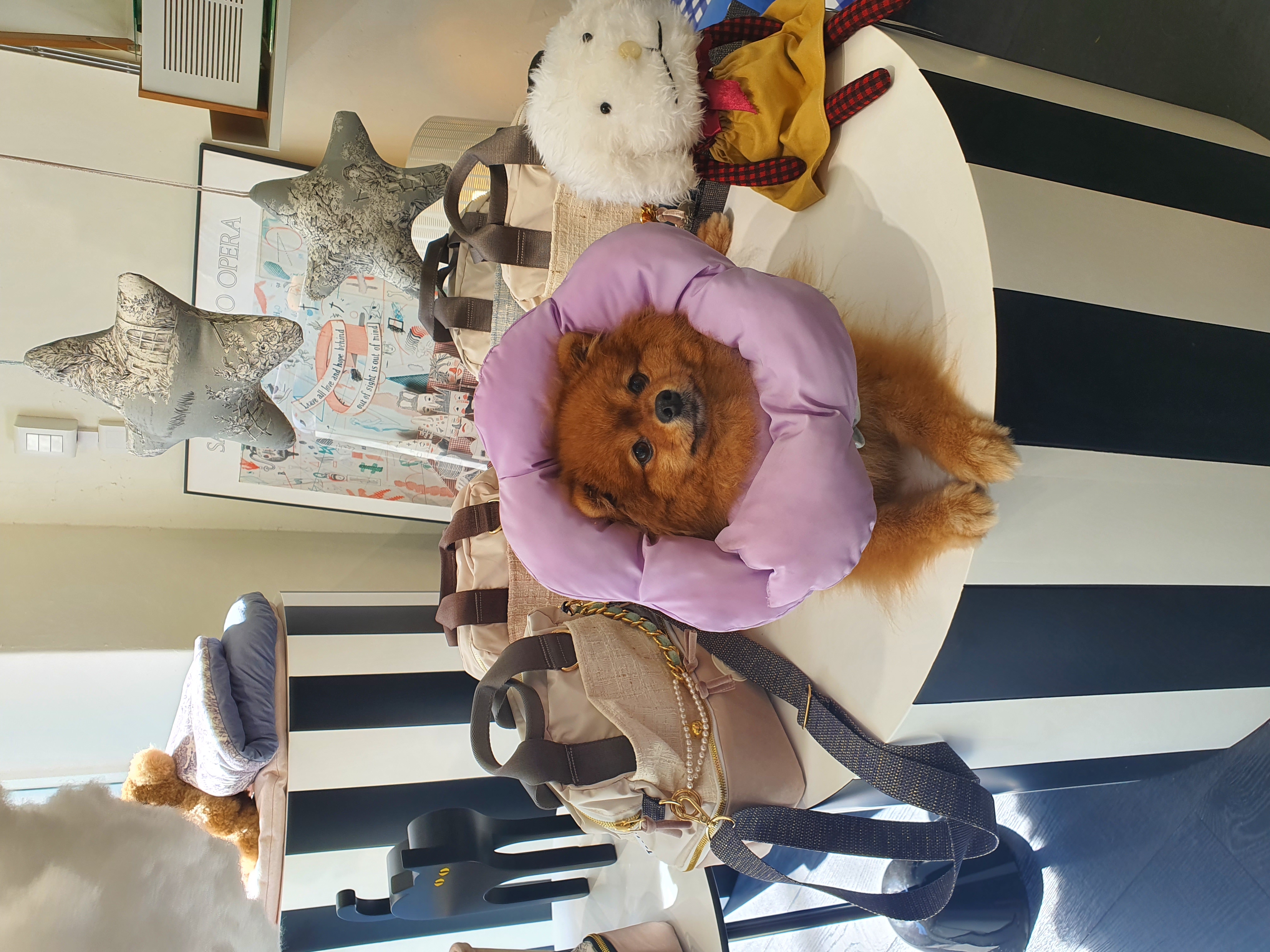 보은 번식장 카누와 미니 (구. 곰곰이) 소식이에요-입양 만 4년이 지났어요