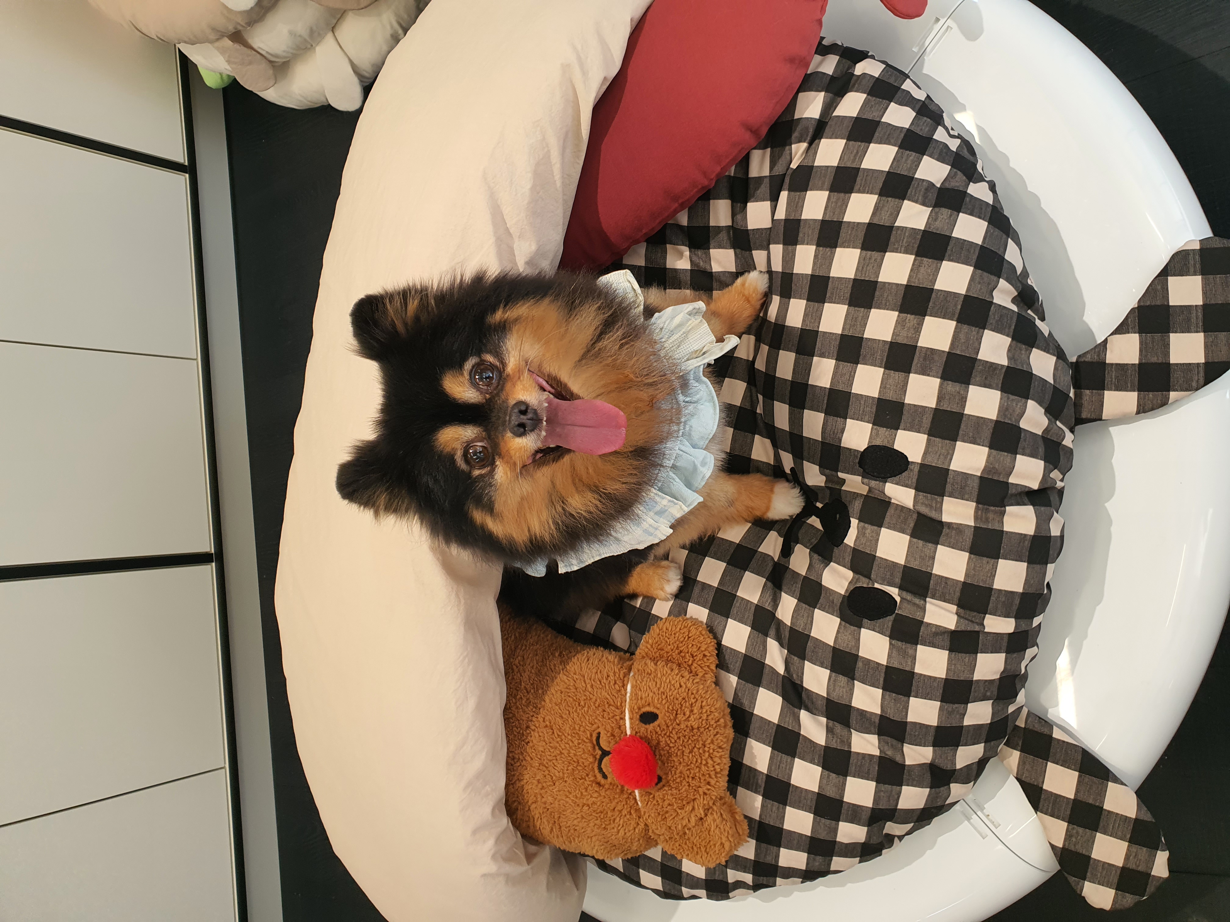 보은 번식장 카누와 미니 (구. 곰곰이) 소식이에요-입양 만 4년이 지났어요