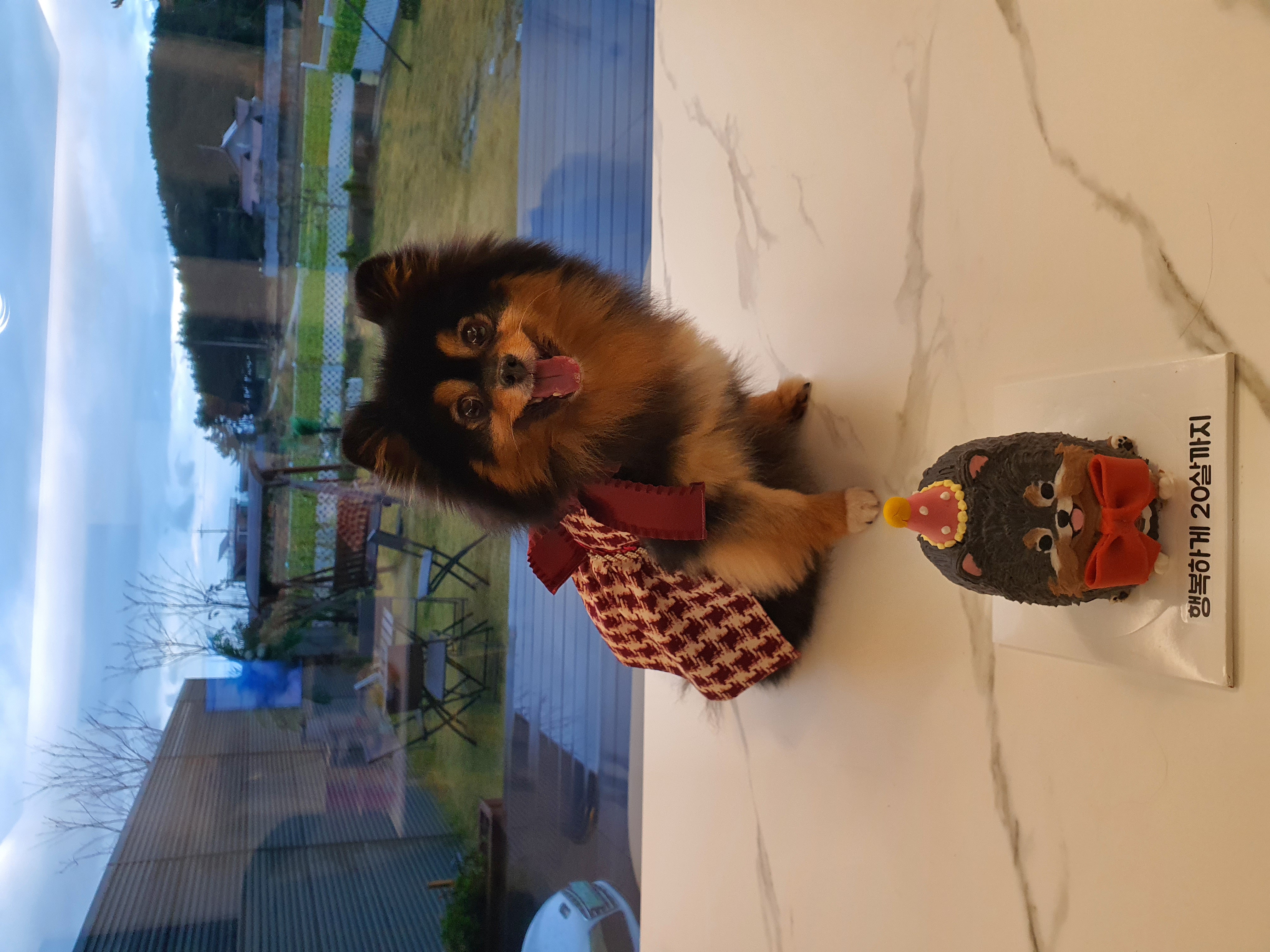 보은 번식장 카누와 미니 (구. 곰곰이) 소식이에요-입양 만 4년이 지났어요