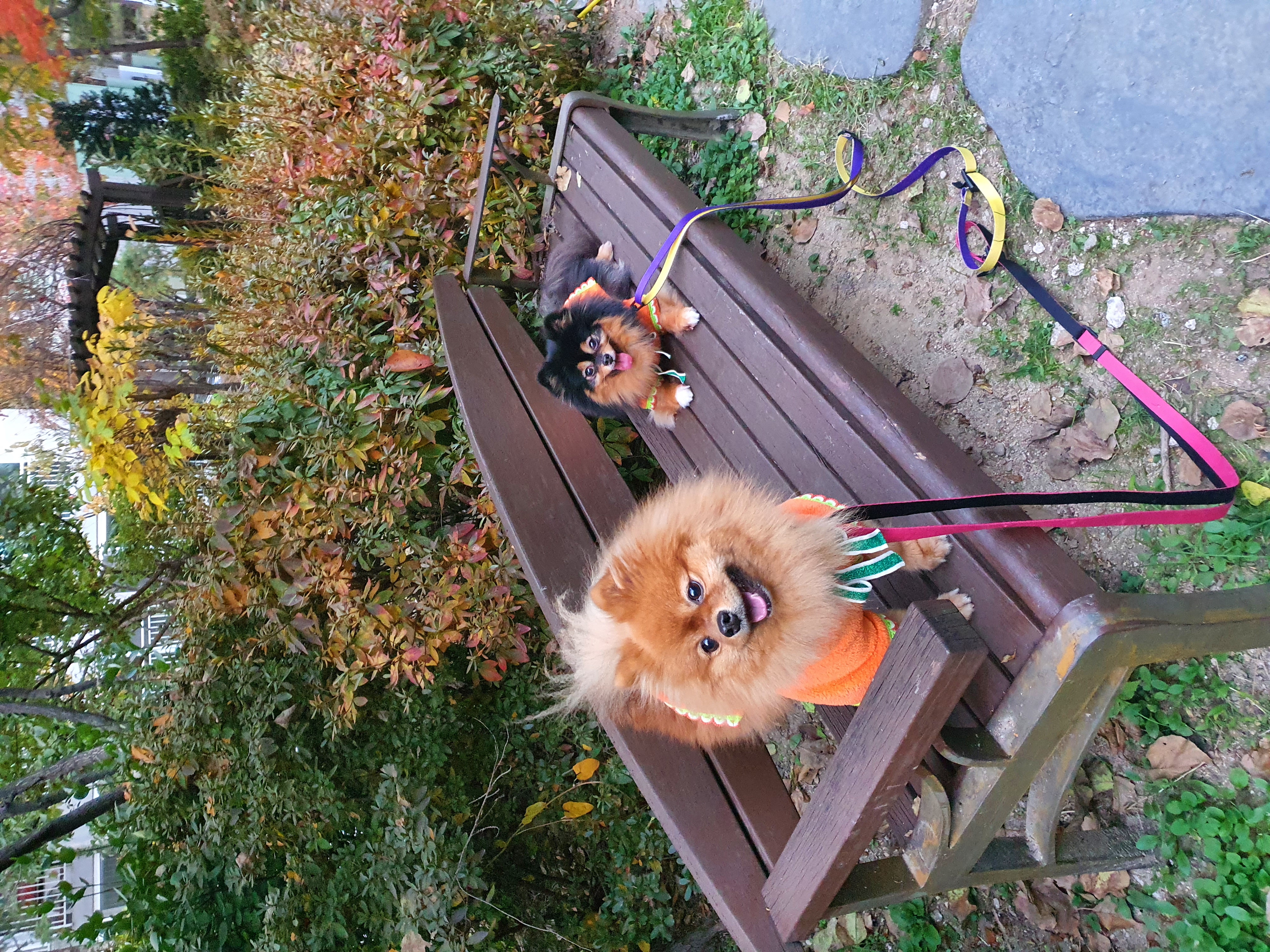 보은 번식장 카누와 미니 (구. 곰곰이) 소식이에요-입양 만 4년이 지났어요