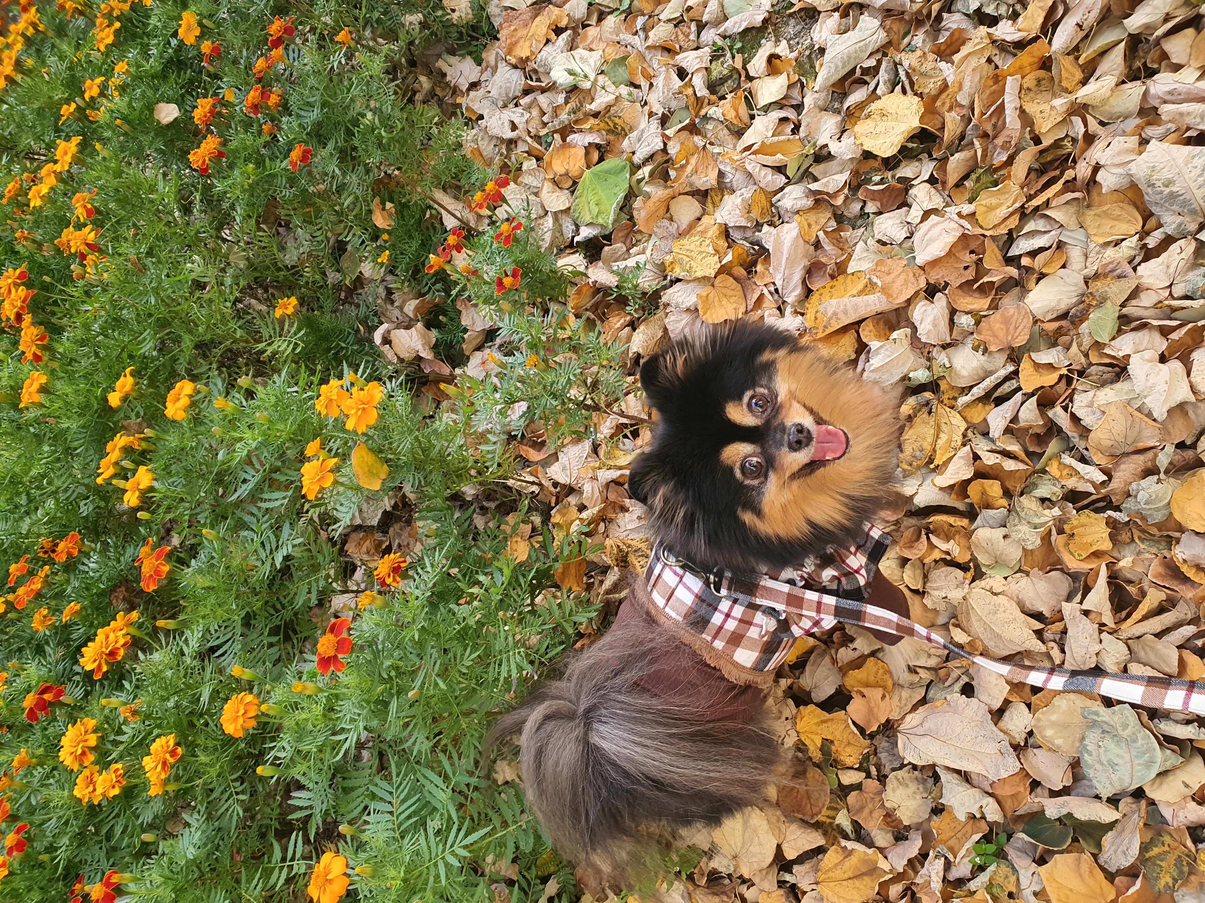 보은 번식장 카누와 미니 (구. 곰곰이) 소식이에요-입양 만 4년이 지났어요