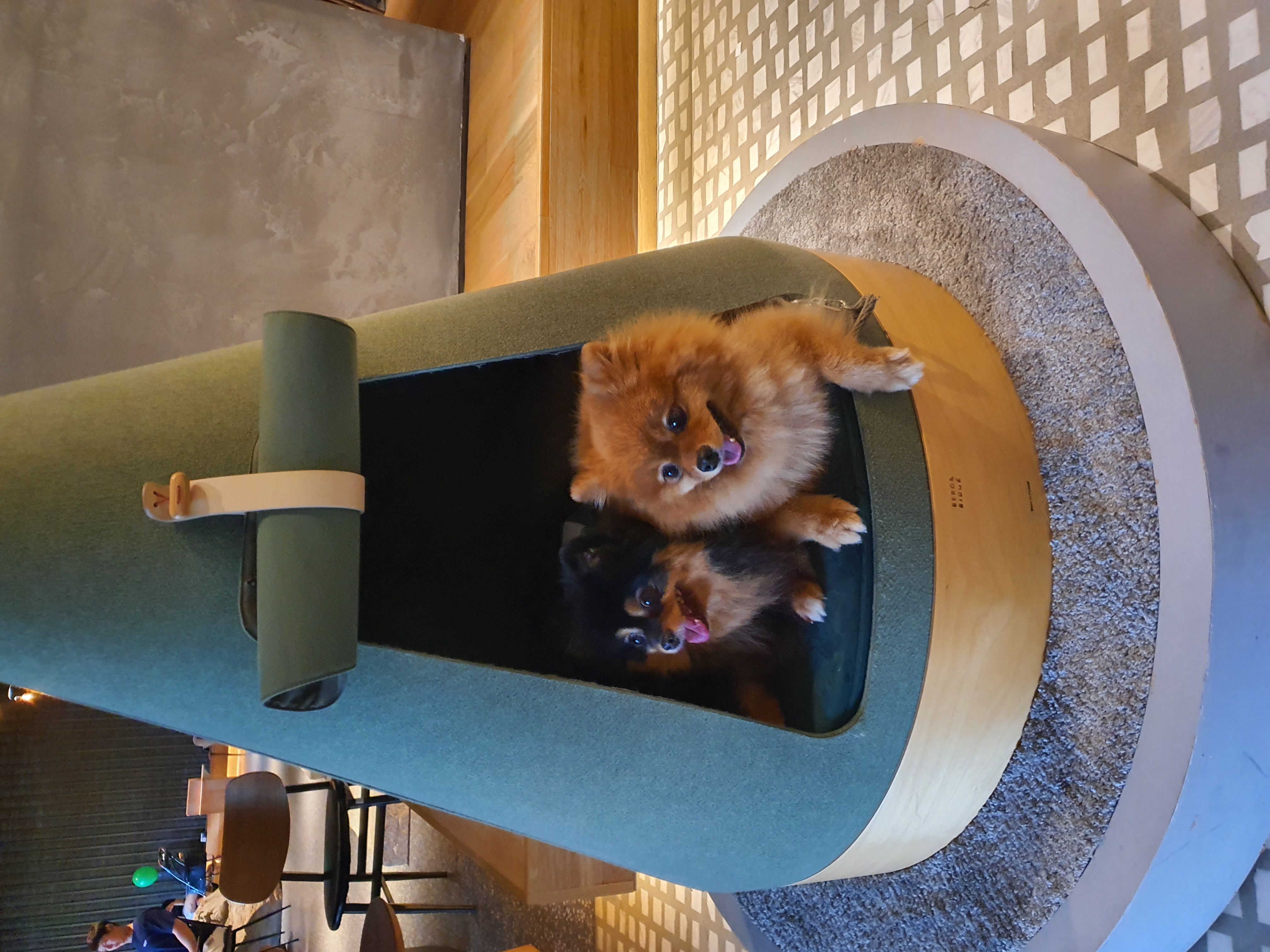 보은 번식장 카누와 미니 (구. 곰곰이) 소식이에요-입양 만 4년이 지났어요