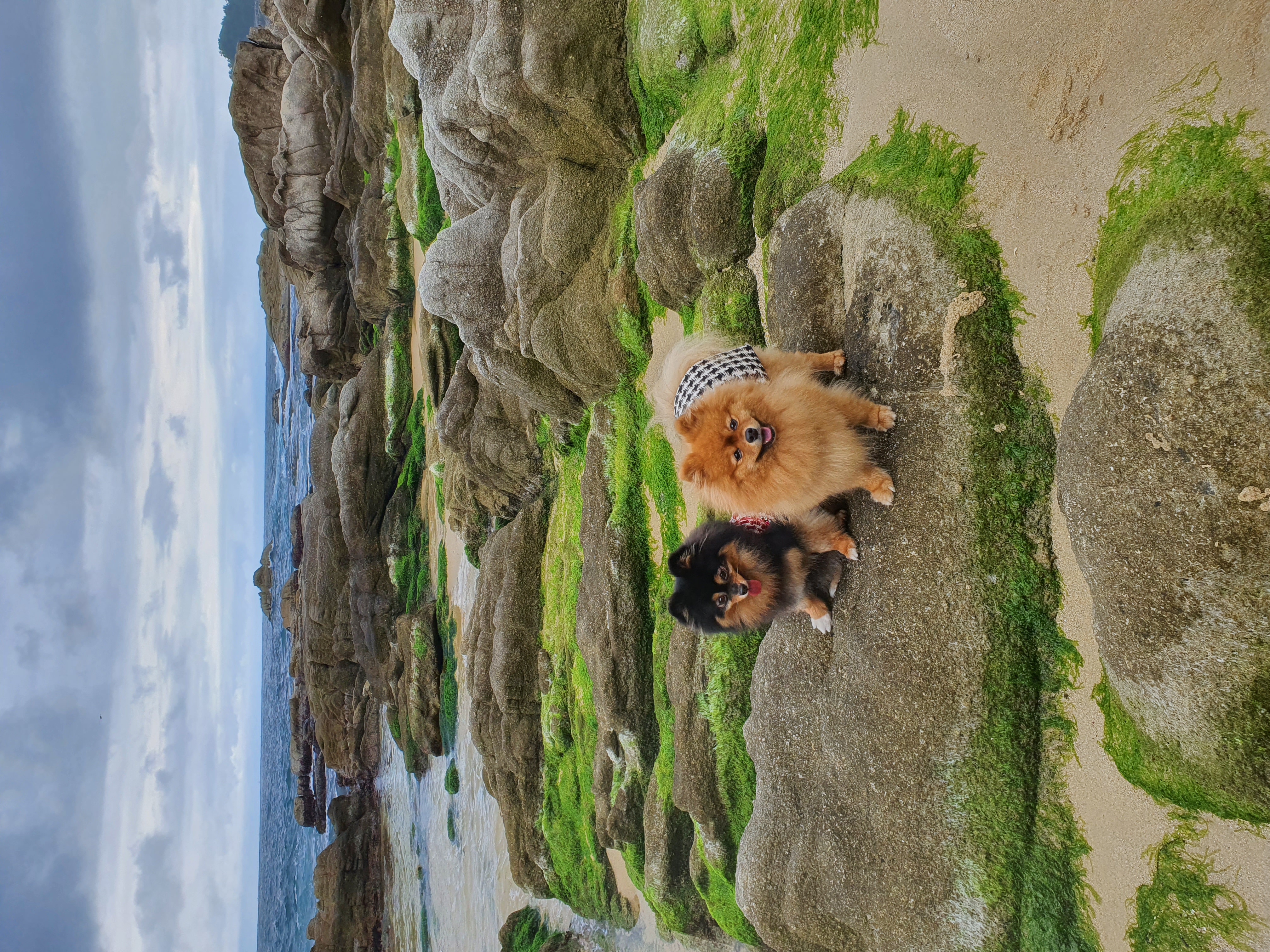 보은 번식장 카누와 미니 (구. 곰곰이) 소식이에요-입양 만 4년이 지났어요