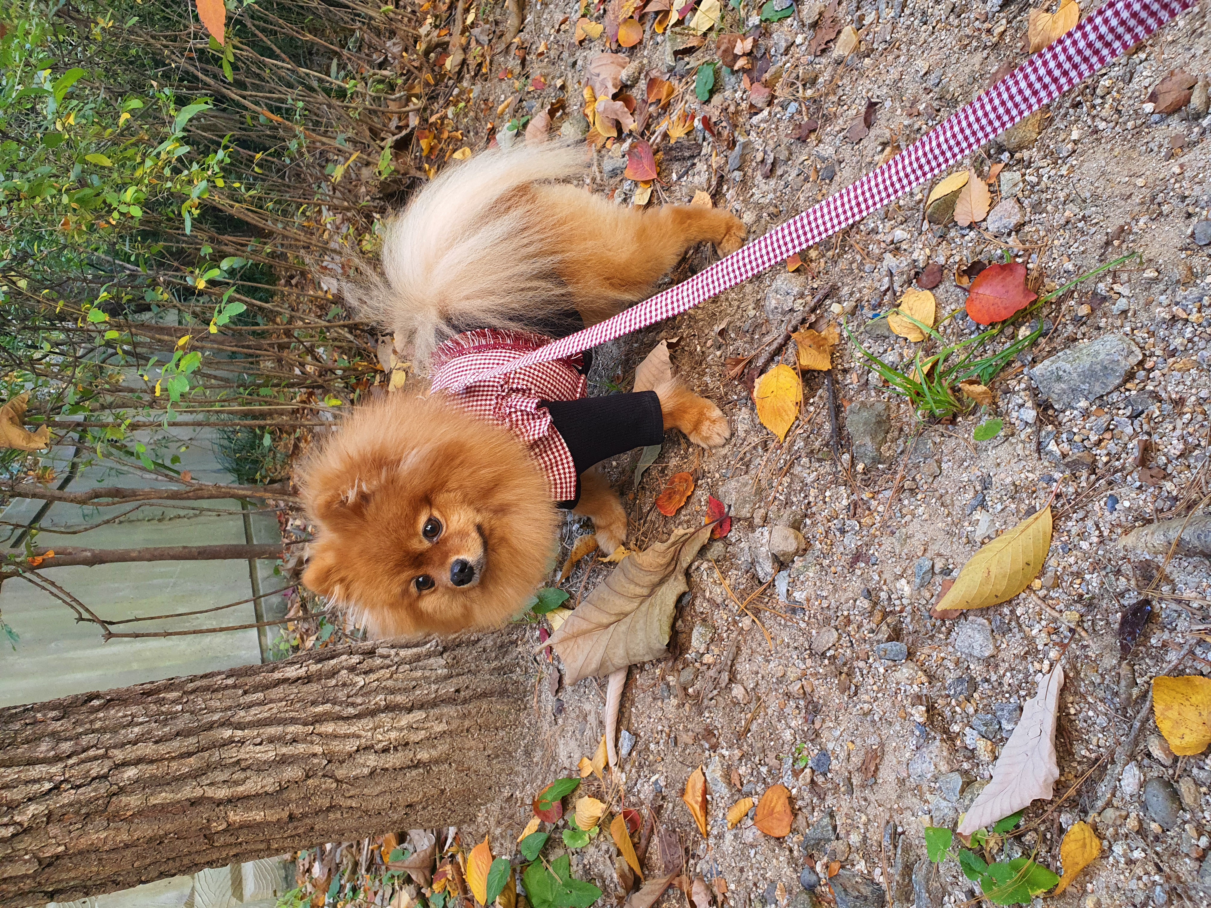 보은 번식장 카누와 미니 (구. 곰곰이) 소식이에요-입양 만 4년이 지났어요