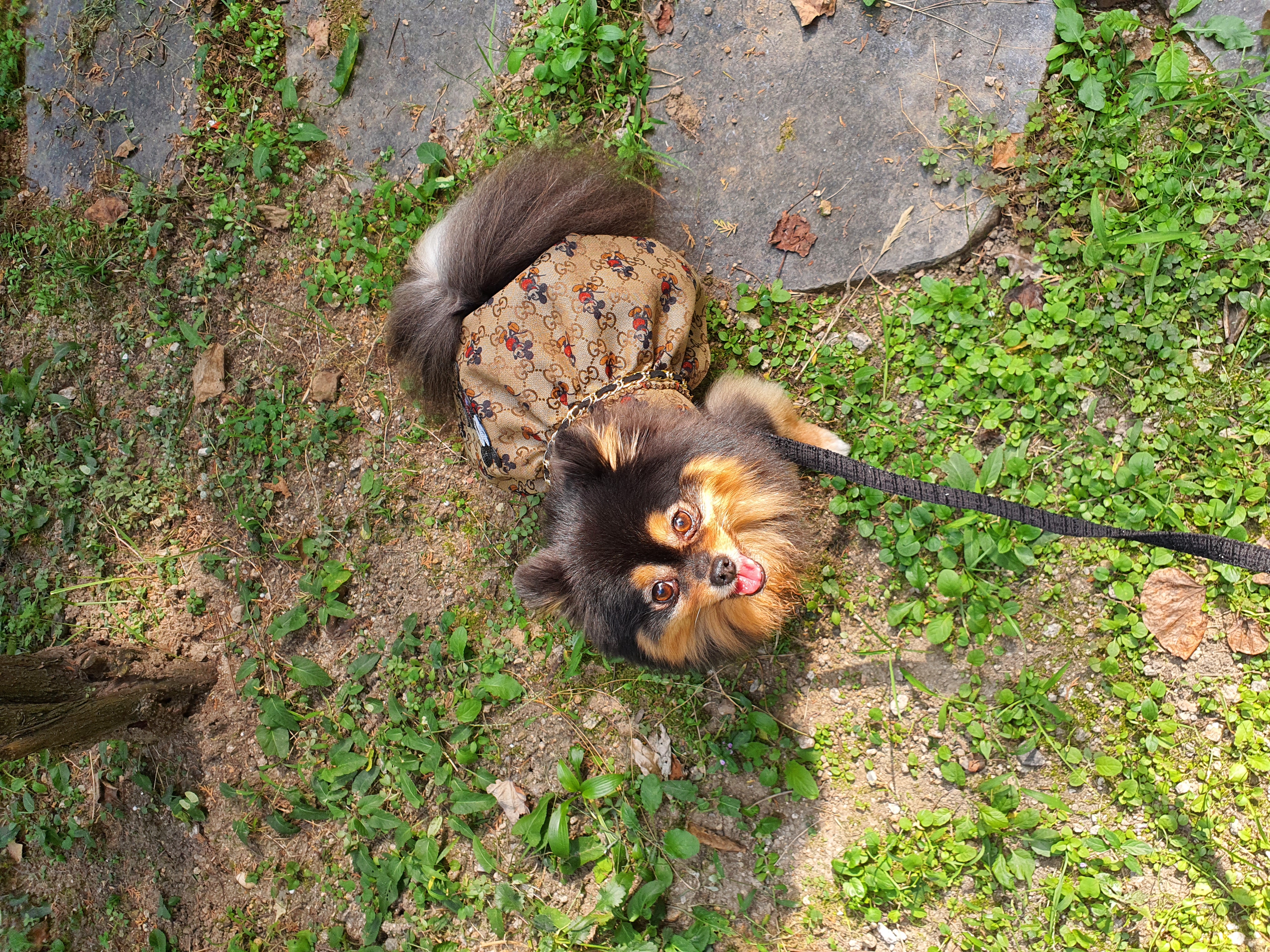 보은 번식장 카누와 미니 (구. 곰곰이) 소식이에요-입양 만 4년이 지났어요