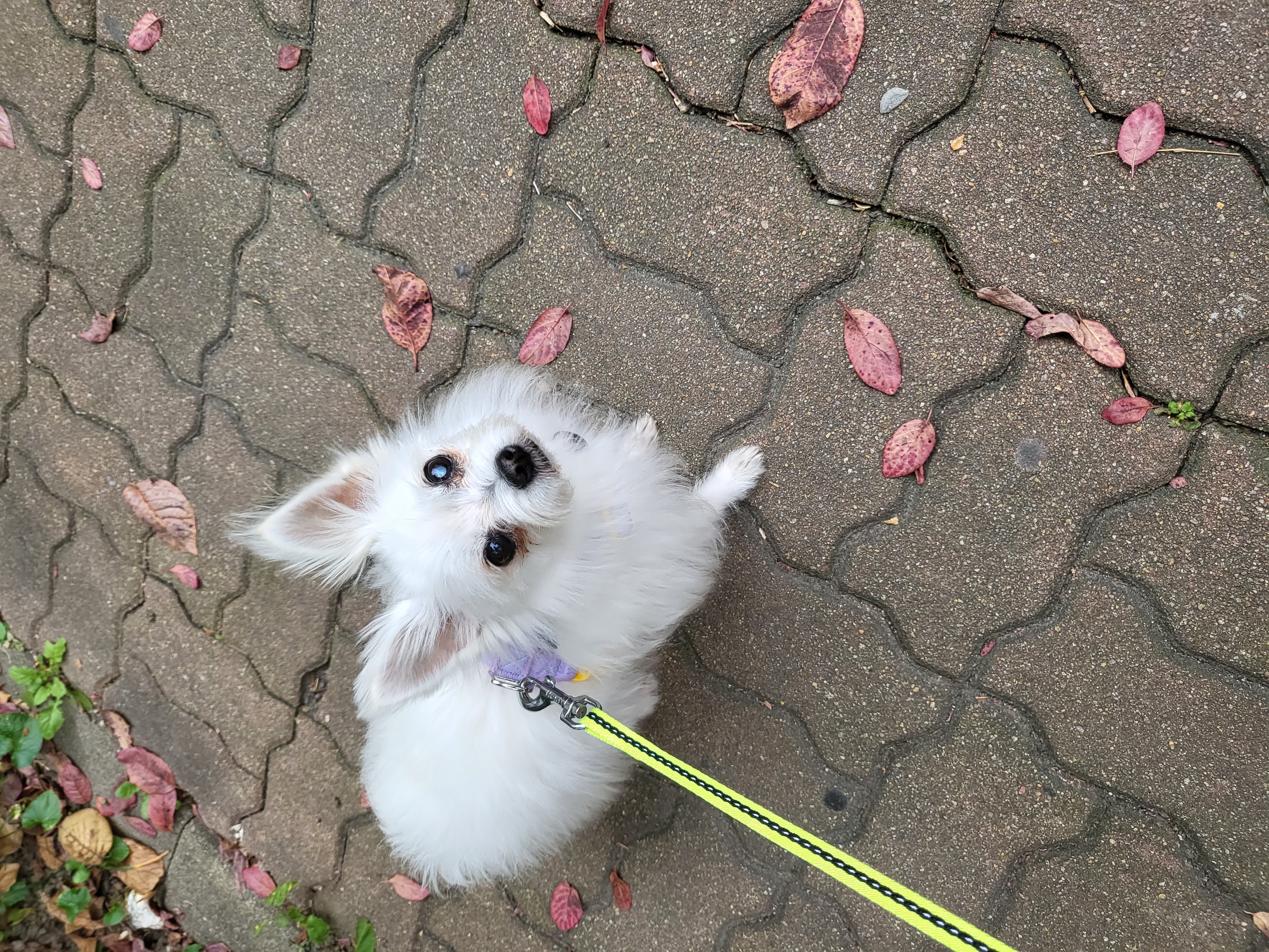 앙쥬 입양 일주일입니다