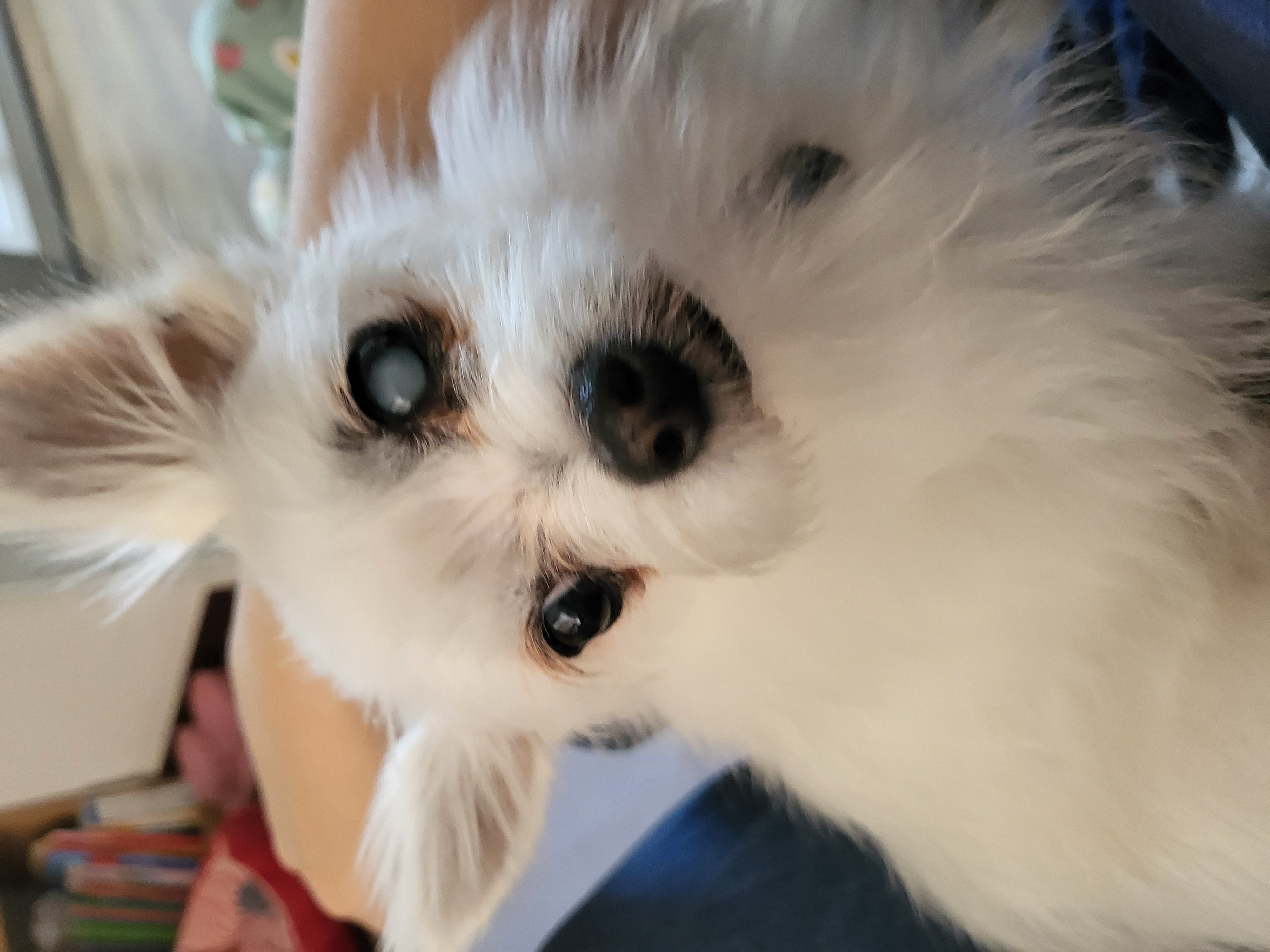 앙쥬 입양 일주일입니다