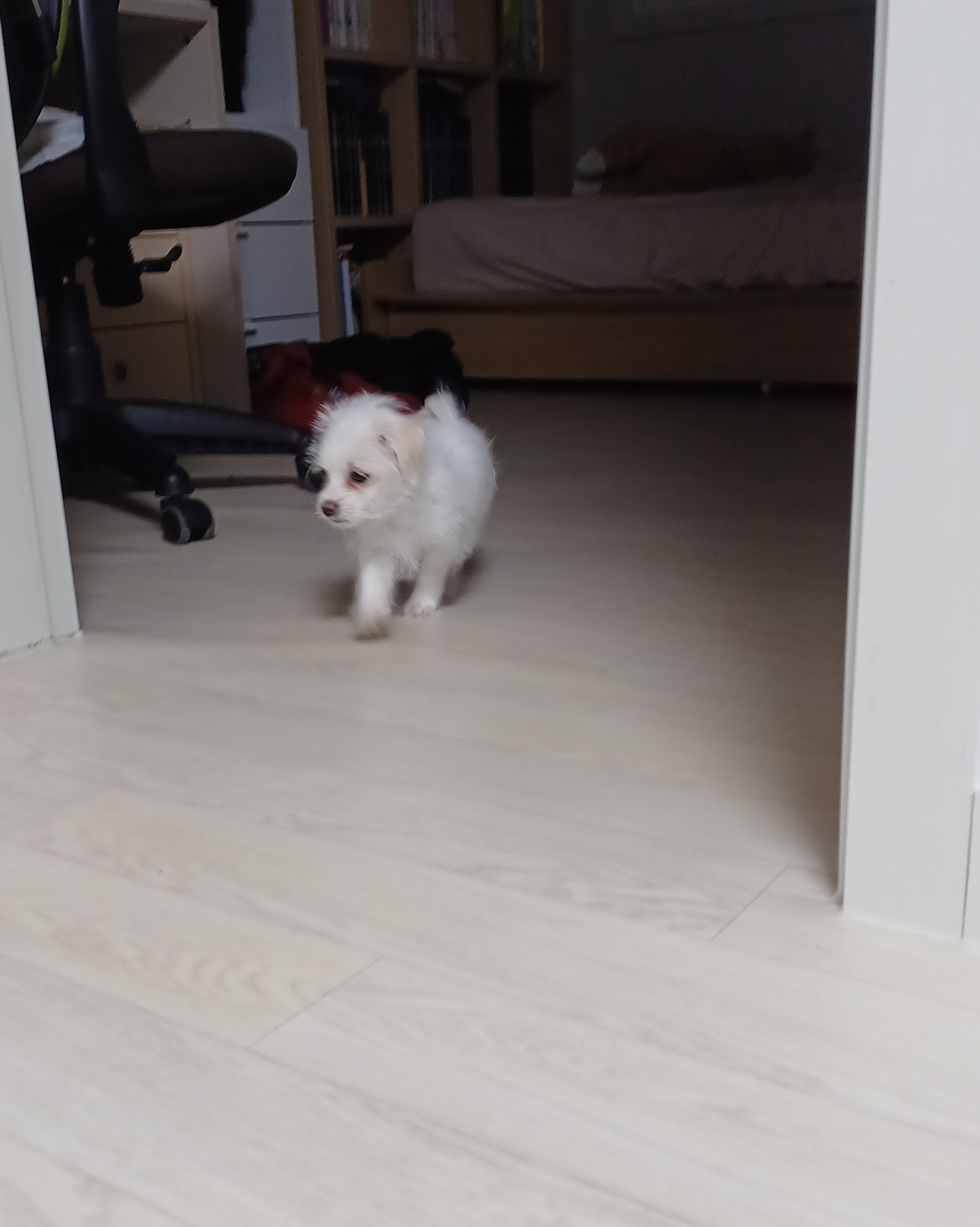 이브(원투) 첫목욕날 입니다.