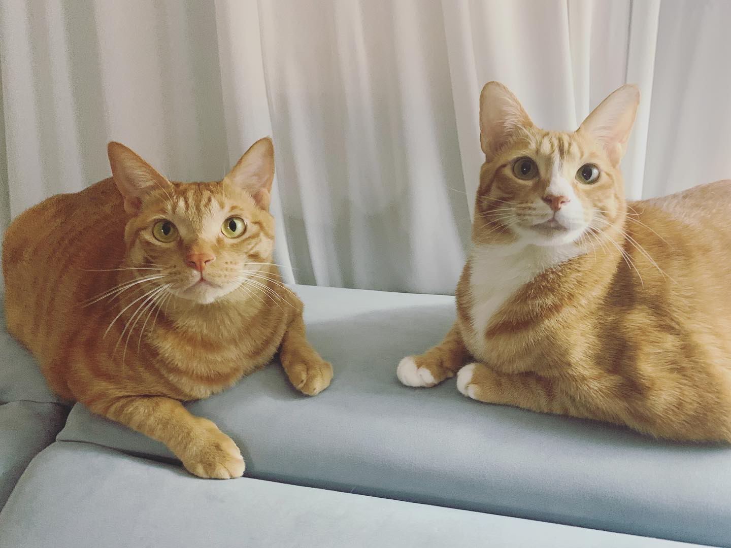 리치 2년 입양 후기 