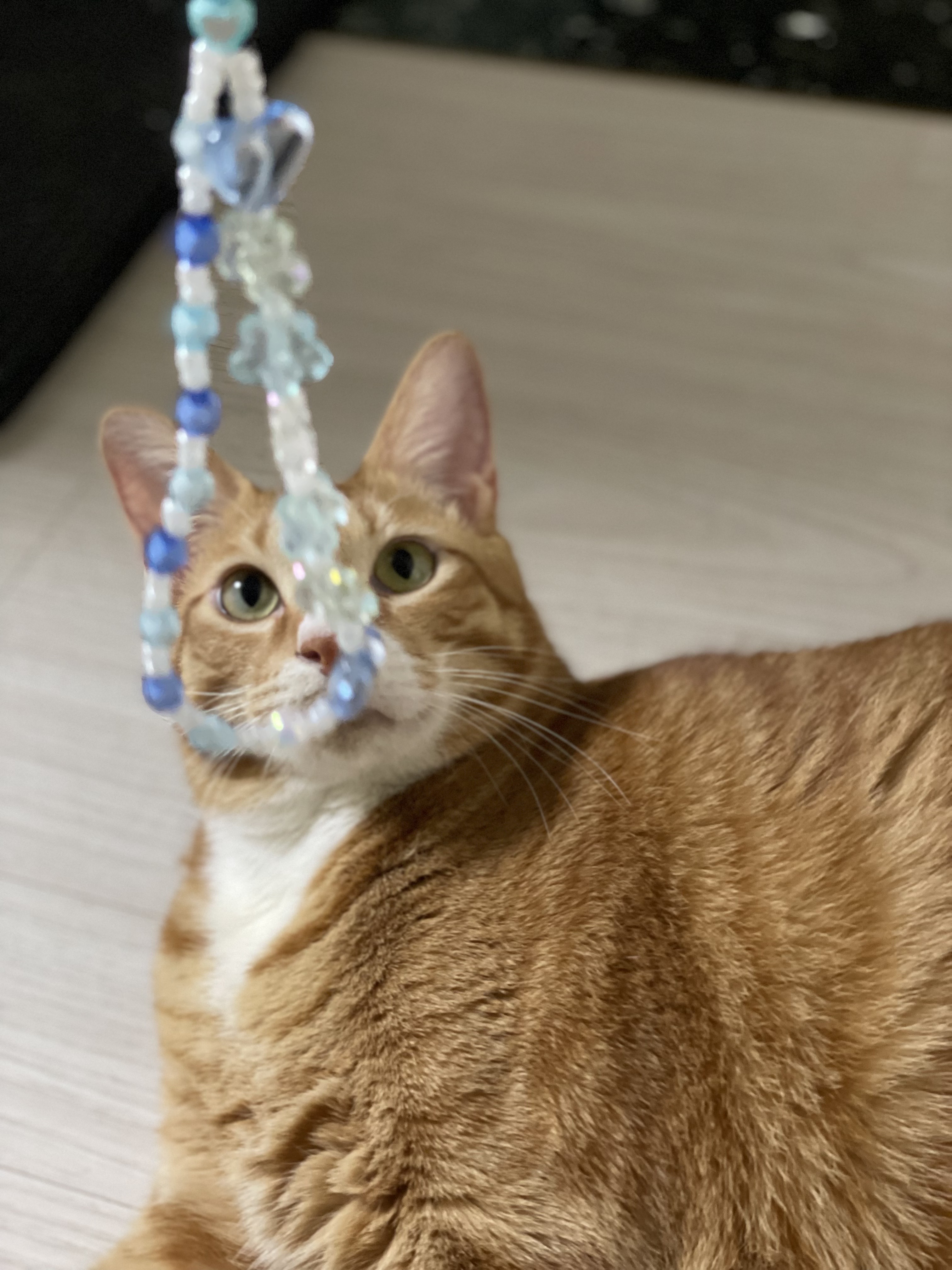 리치 2년 입양 후기 