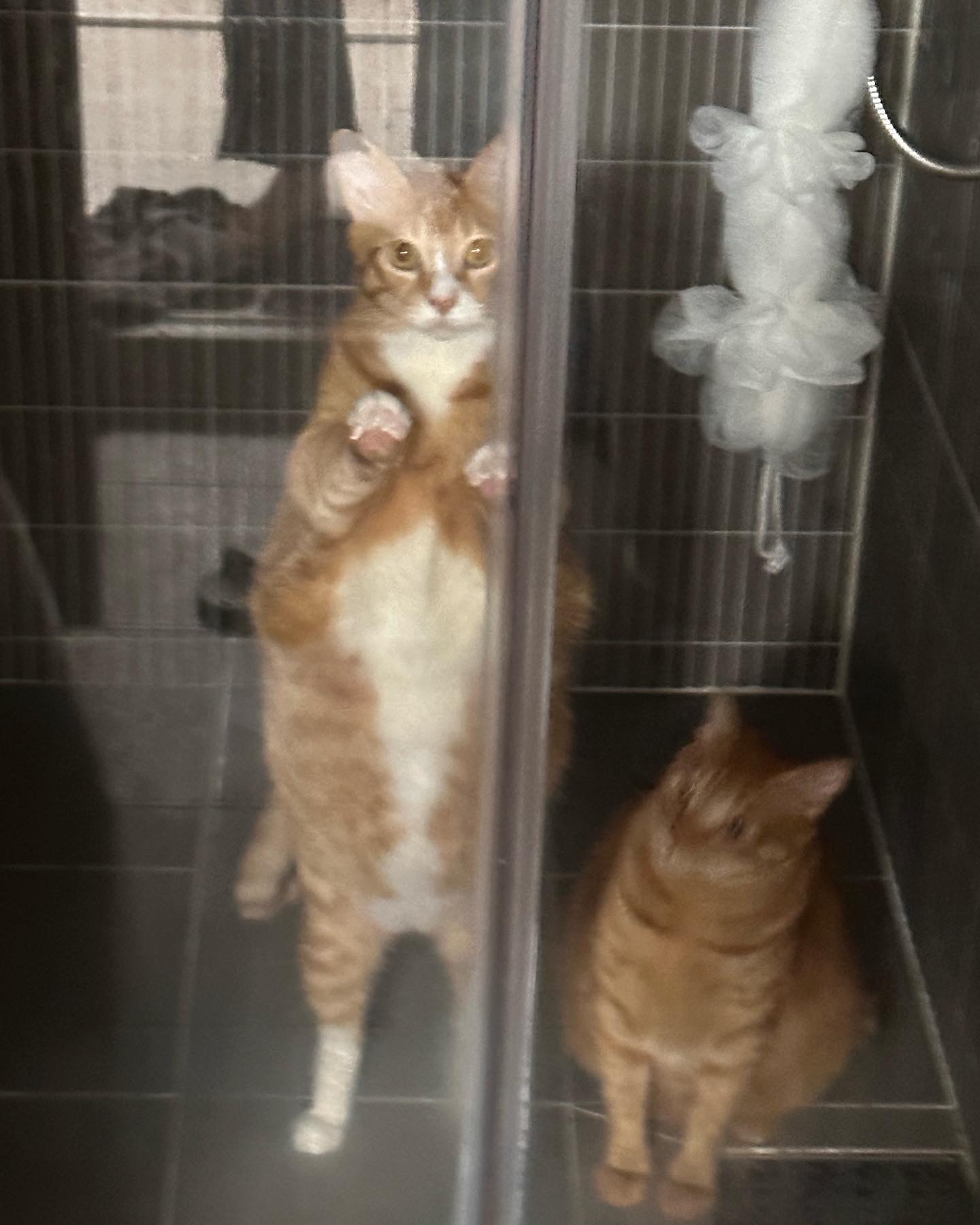 리치 2년 입양 후기 