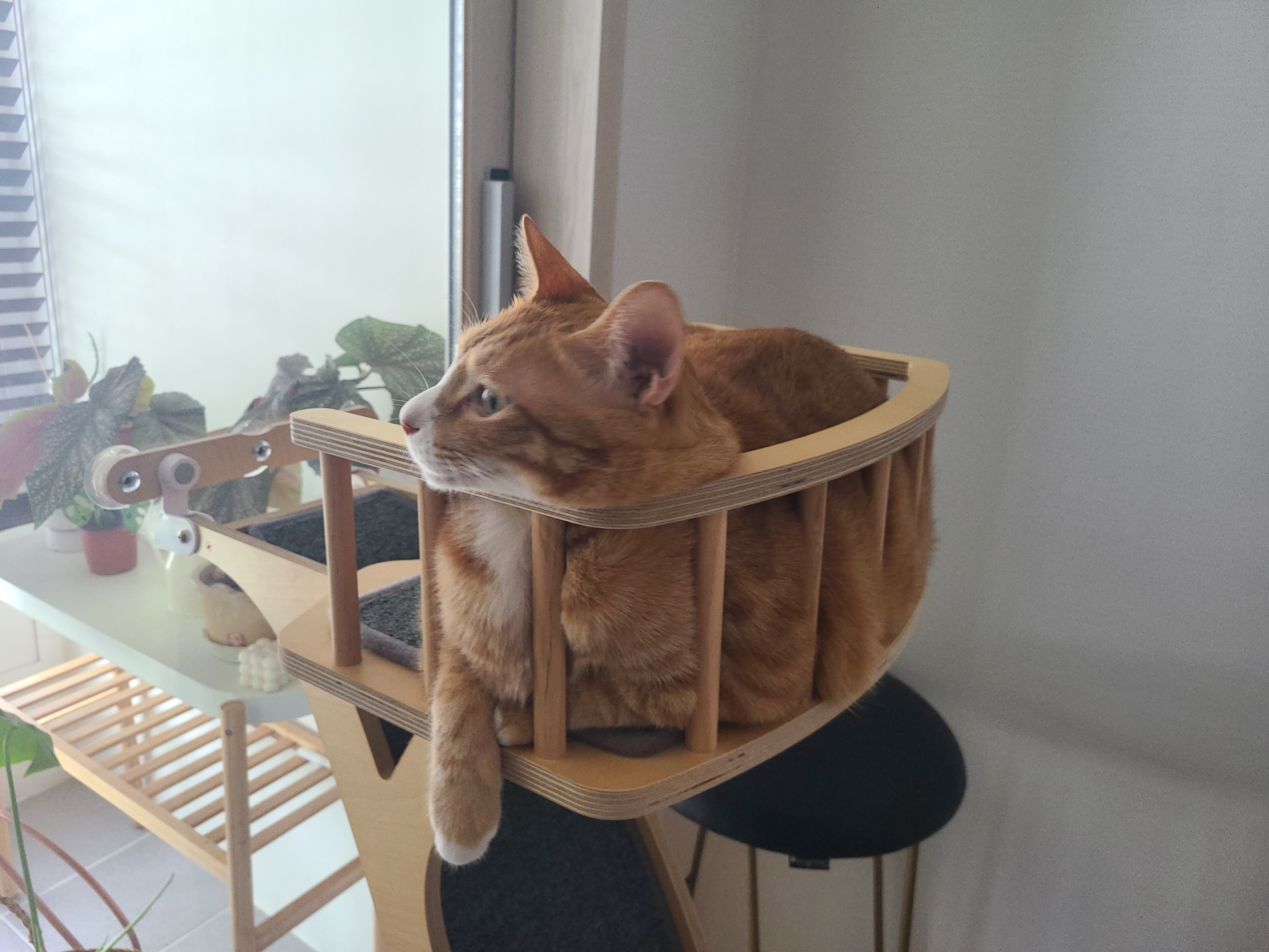 리치 2년 입양 후기 