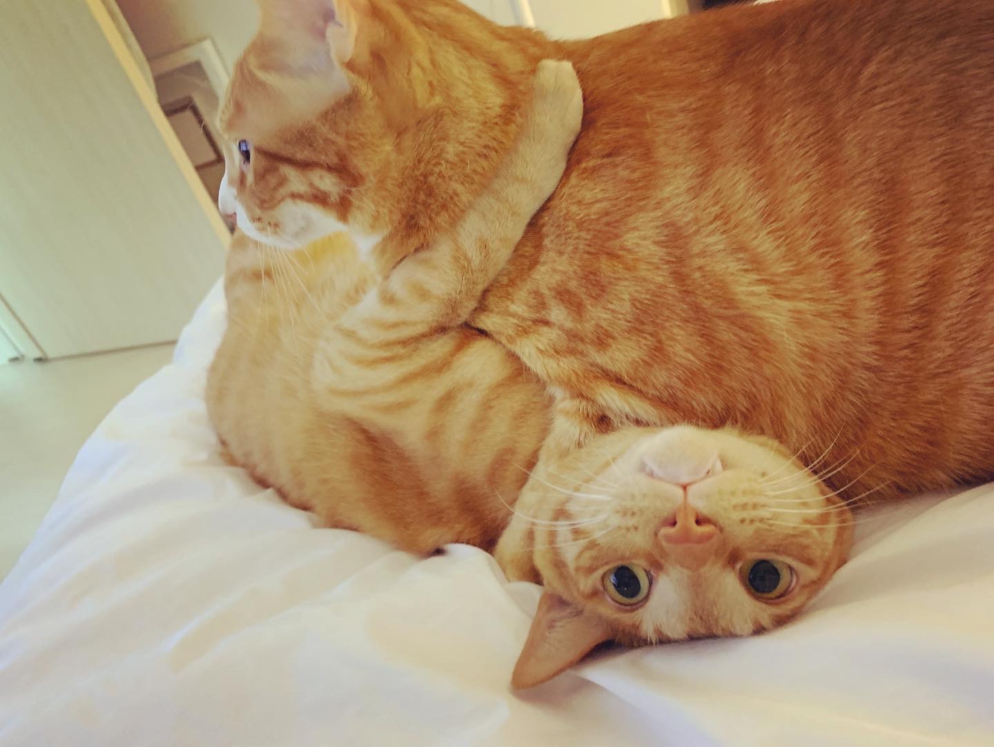 리치 2년 입양 후기 