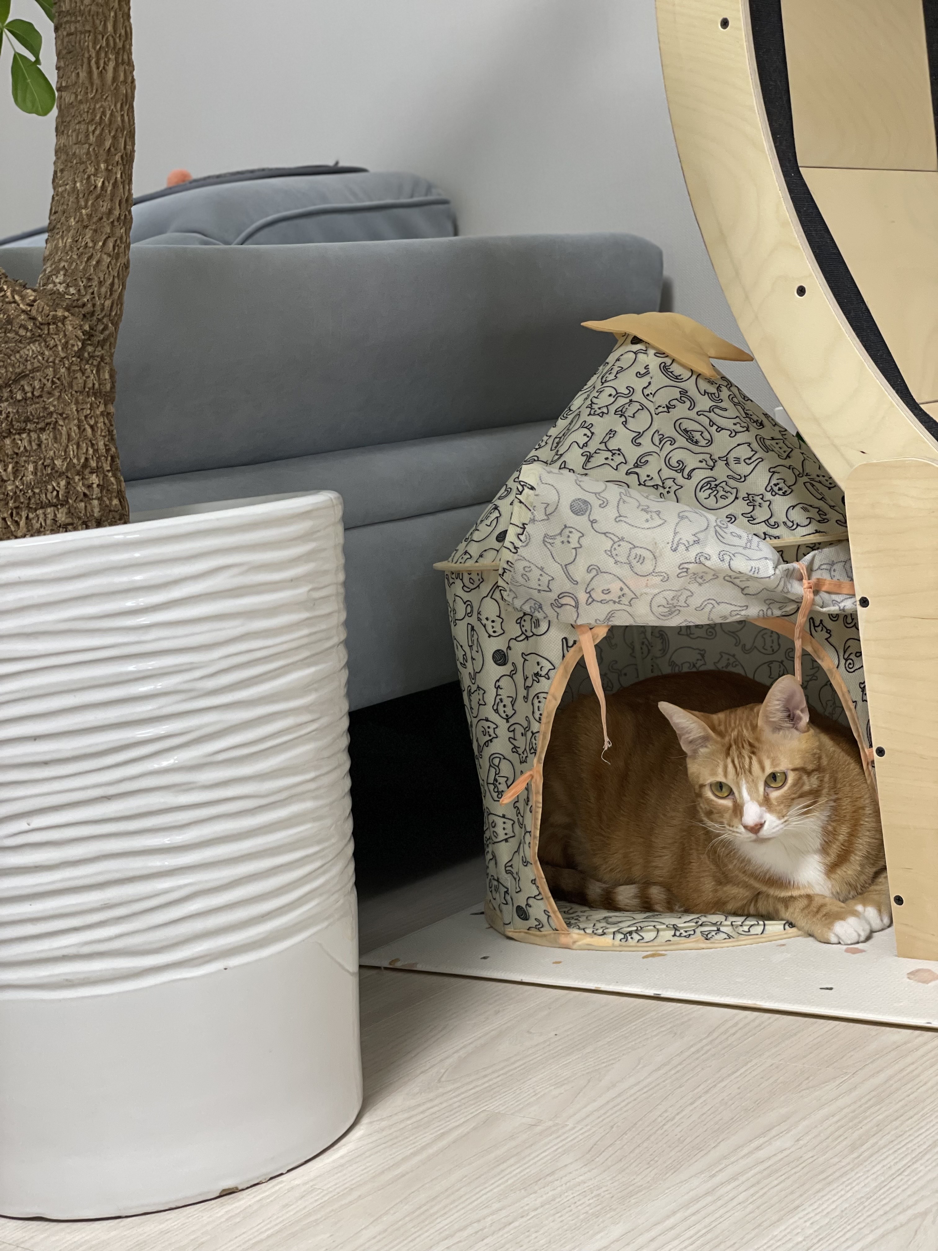 리치 2년 입양 후기 