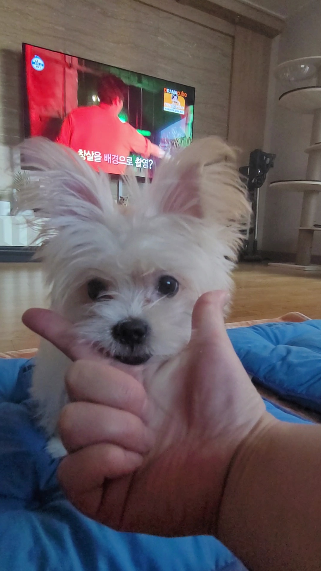 엘디(현 두식이)입양 한달 후기