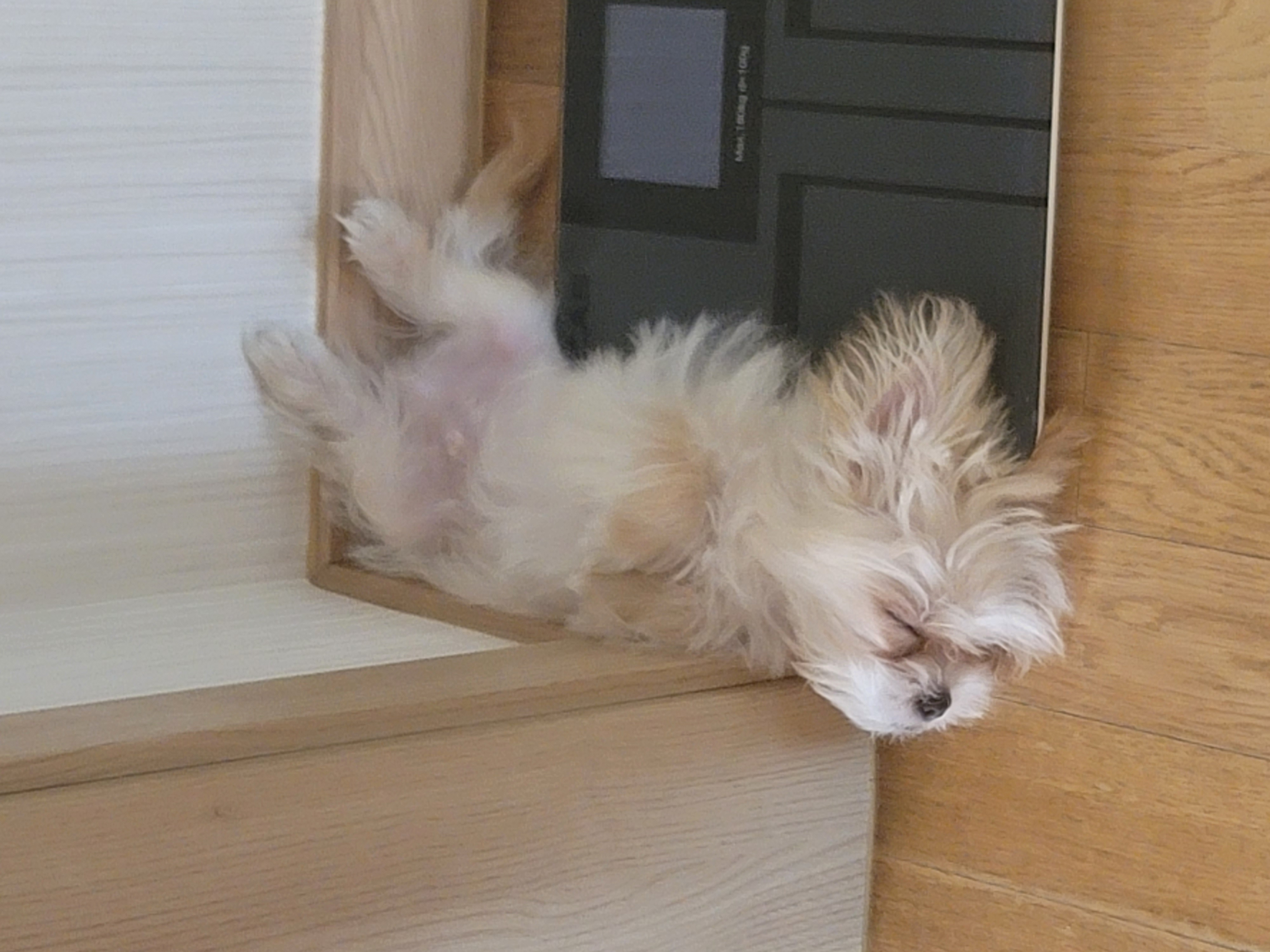 엘디(현 두식이)입양 한달 후기