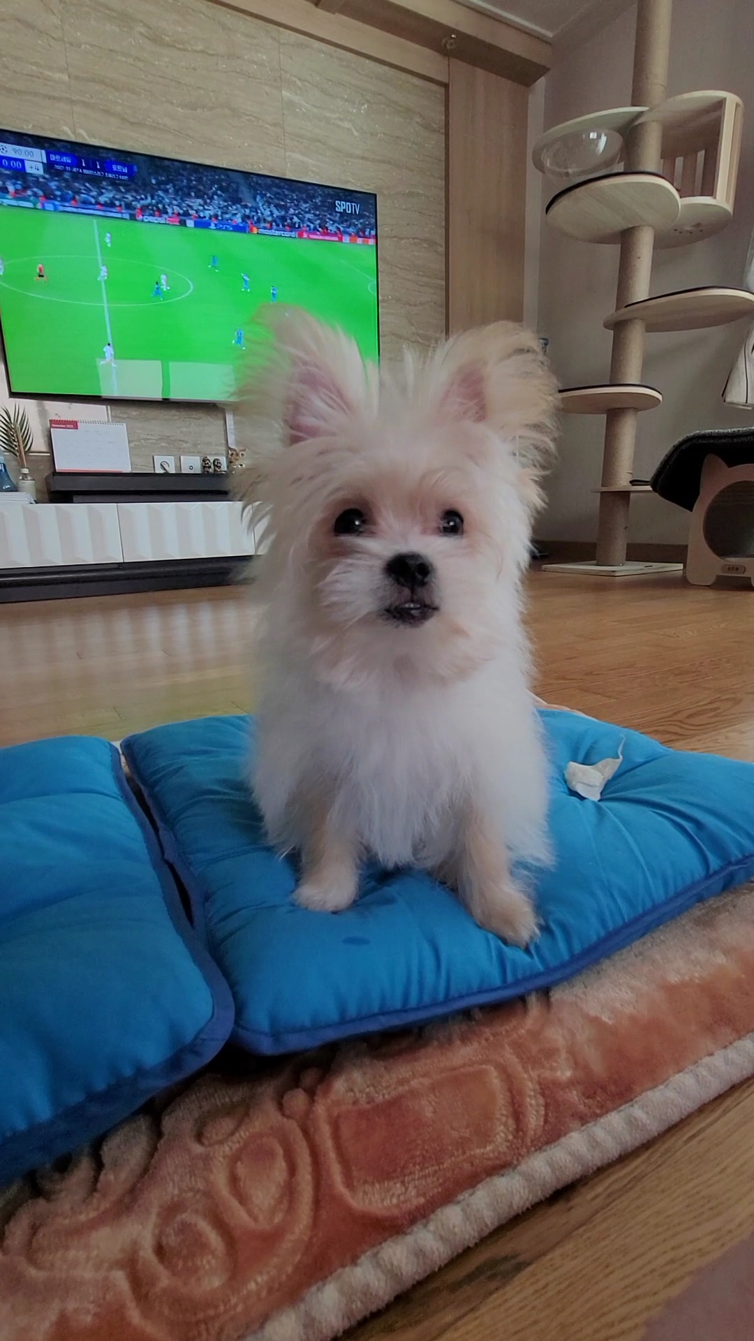 엘디(현 두식이)입양 한달 후기