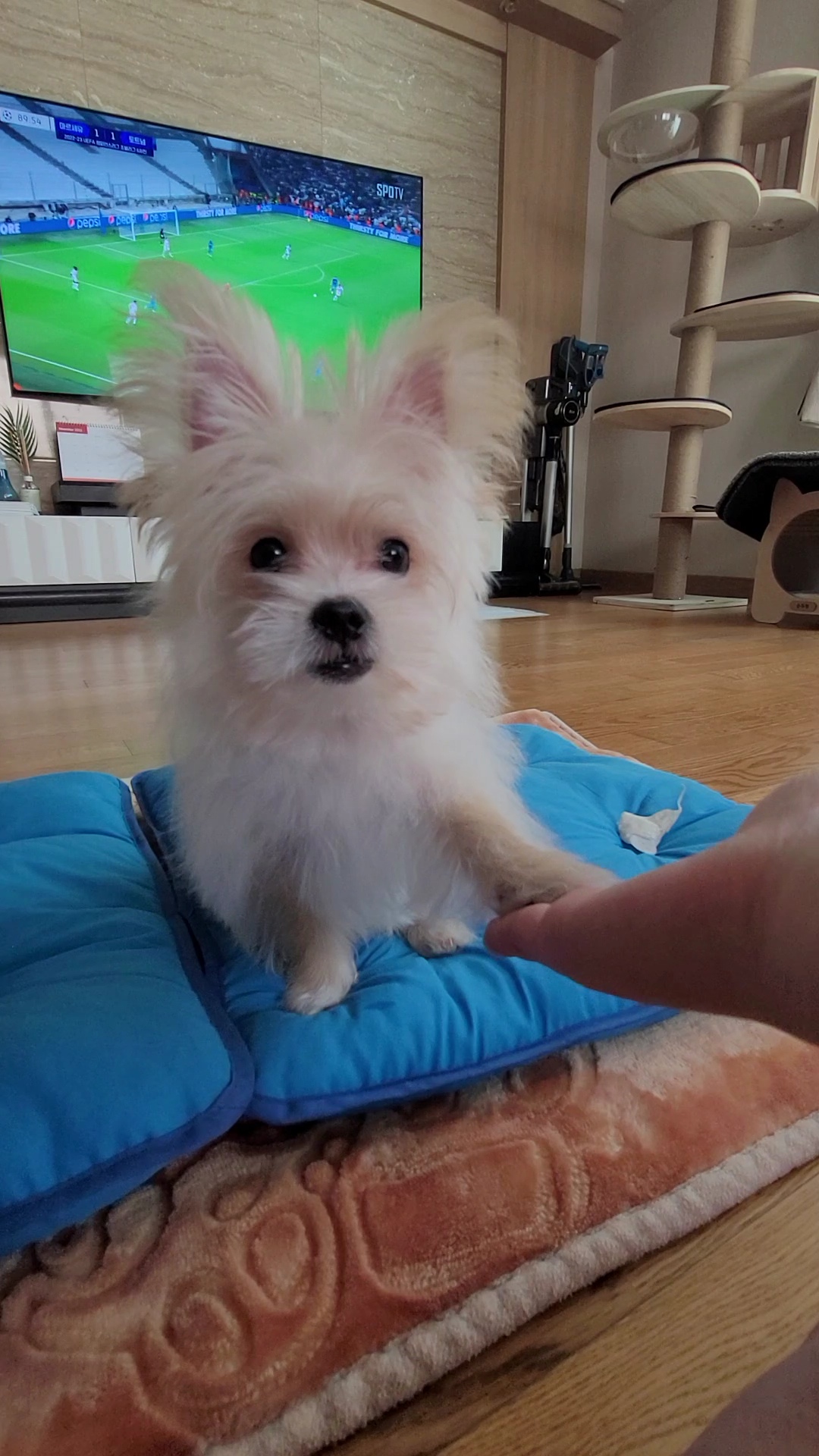 엘디(현 두식이)입양 한달 후기