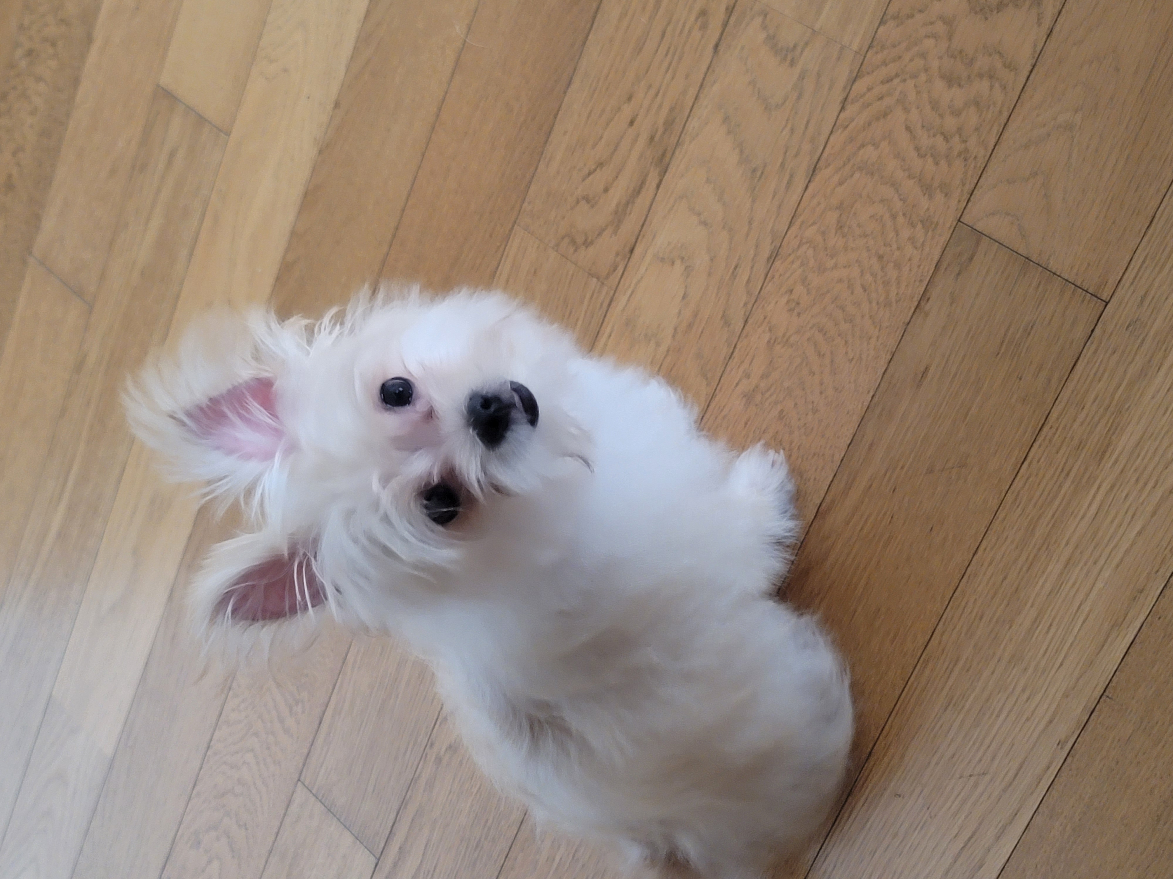 엘디(현 두식이)입양 한달 후기