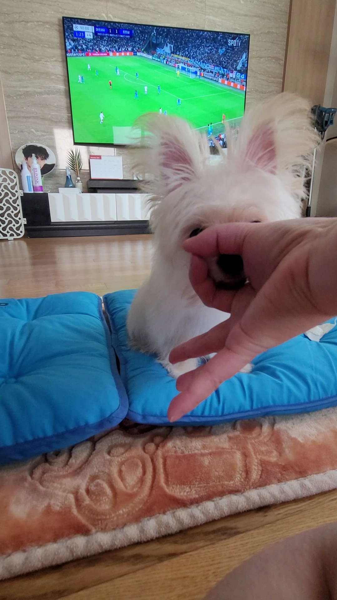 엘디(현 두식이)입양 한달 후기