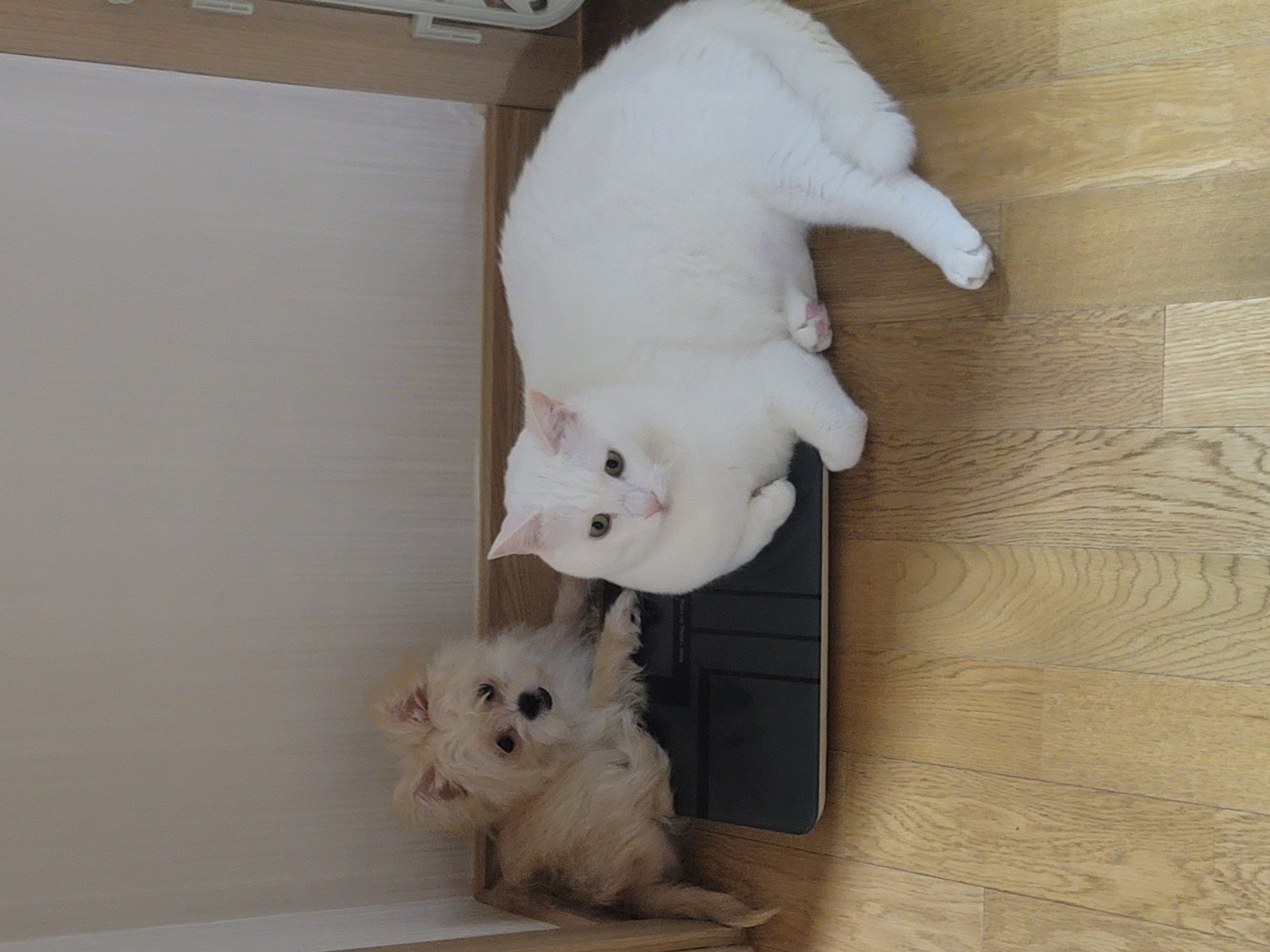 엘디(현 두식이)입양 한달 후기