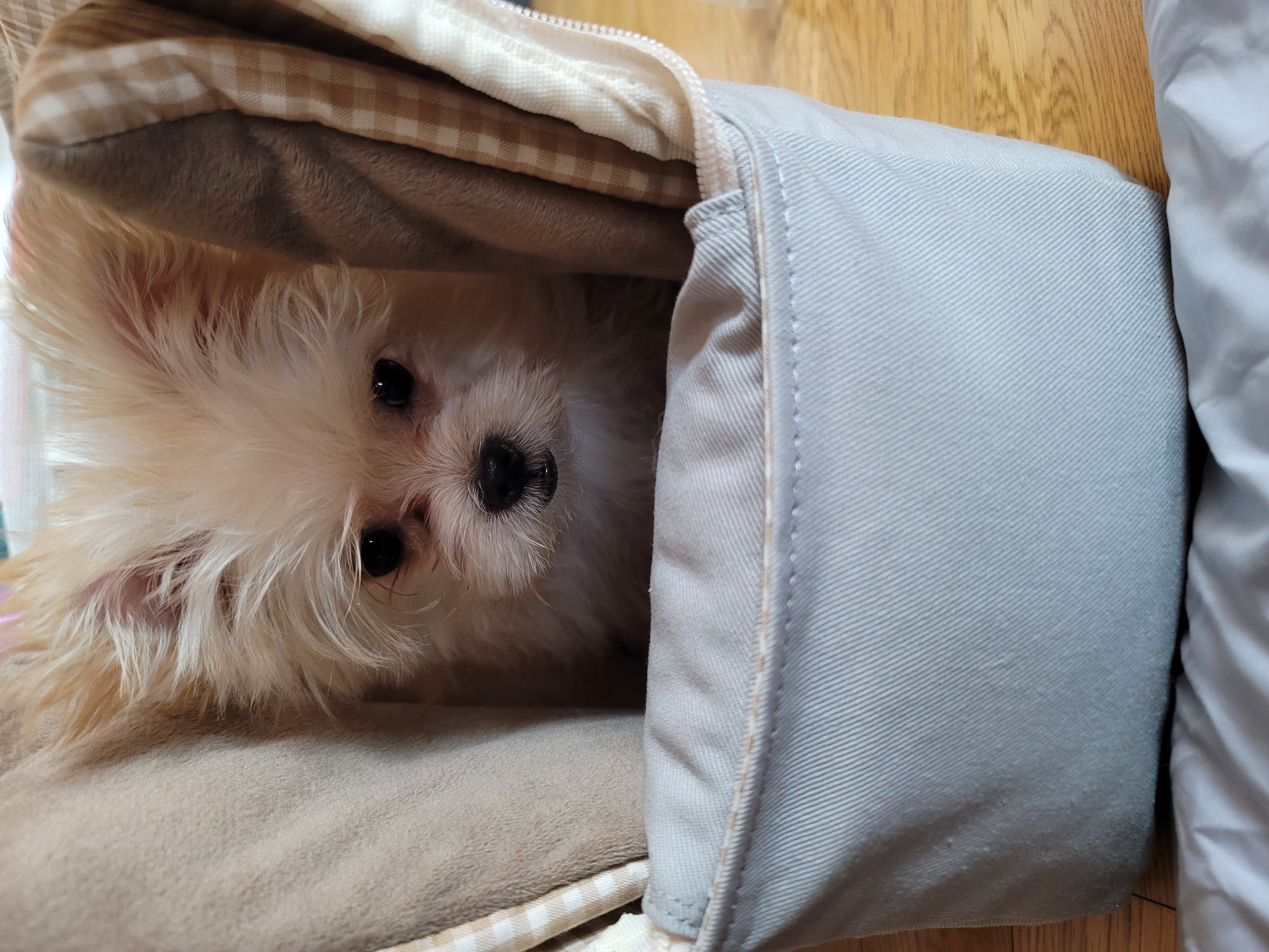 엘디(현 두식이)입양 한달 후기