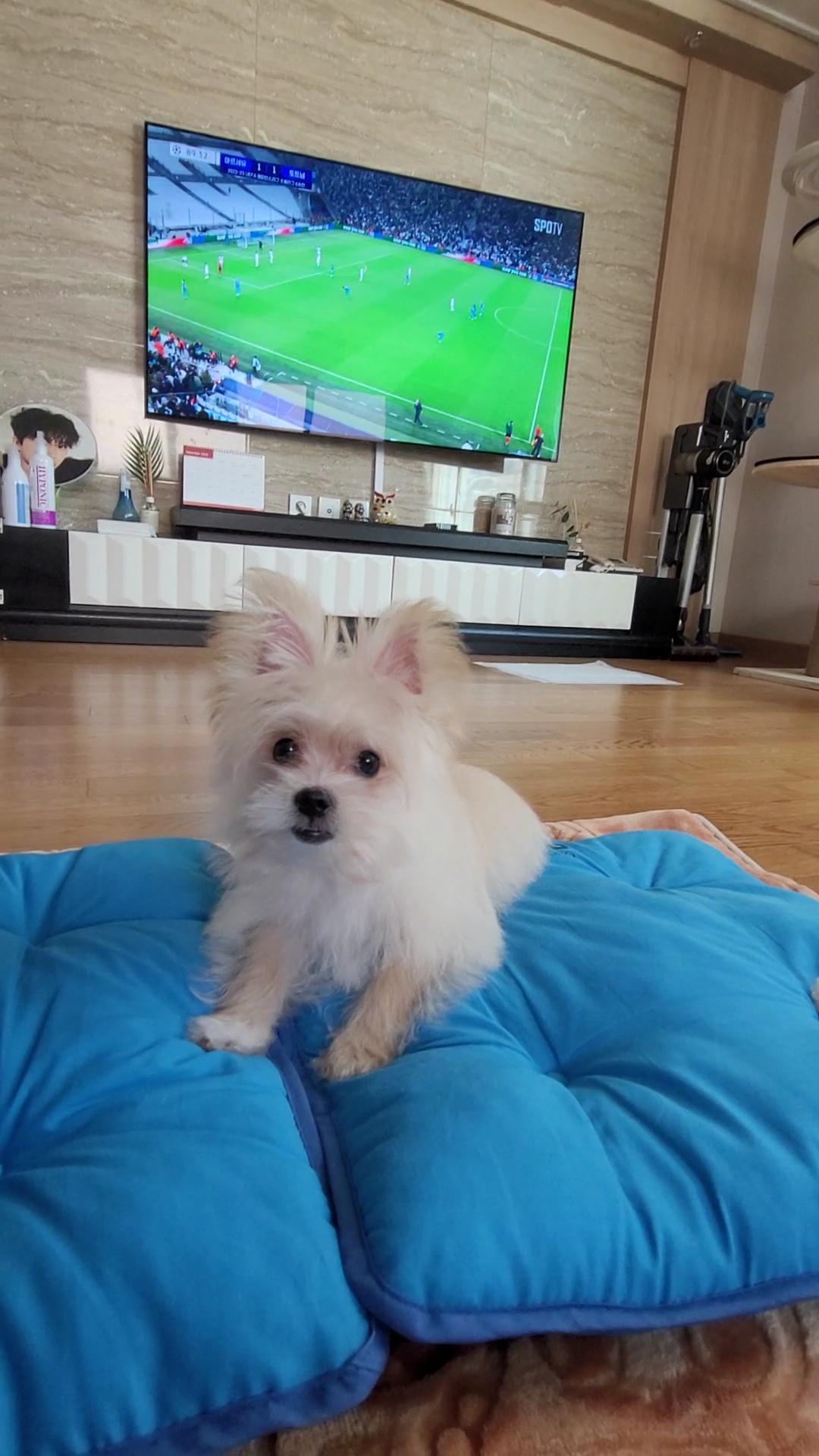 엘디(현 두식이)입양 한달 후기