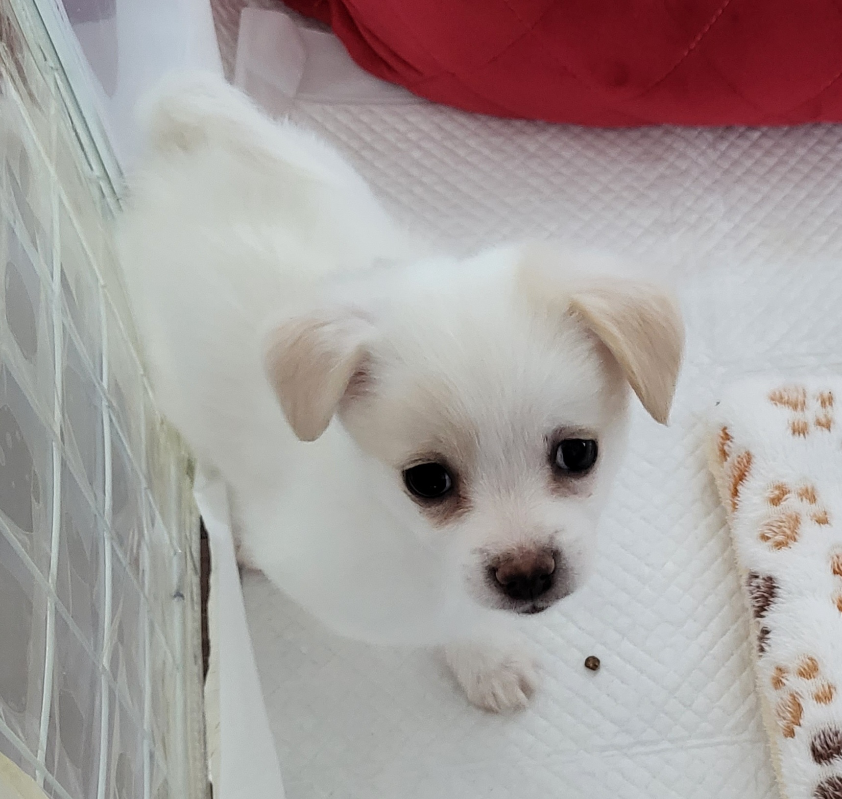 세투(현.토토) 입양4일째